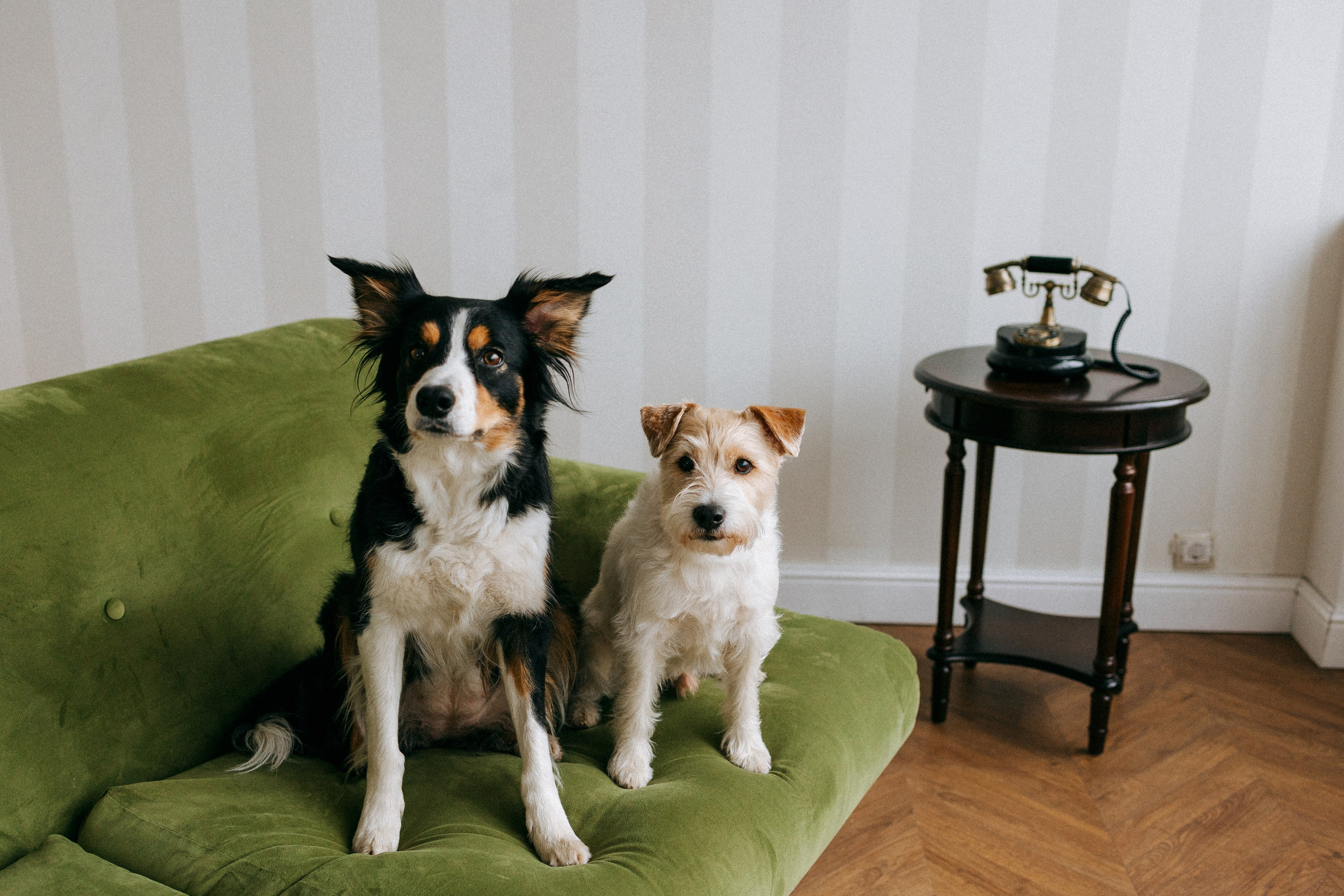 Цунами, Теон и Женя. Фотограф анималист Анастасия Пикей