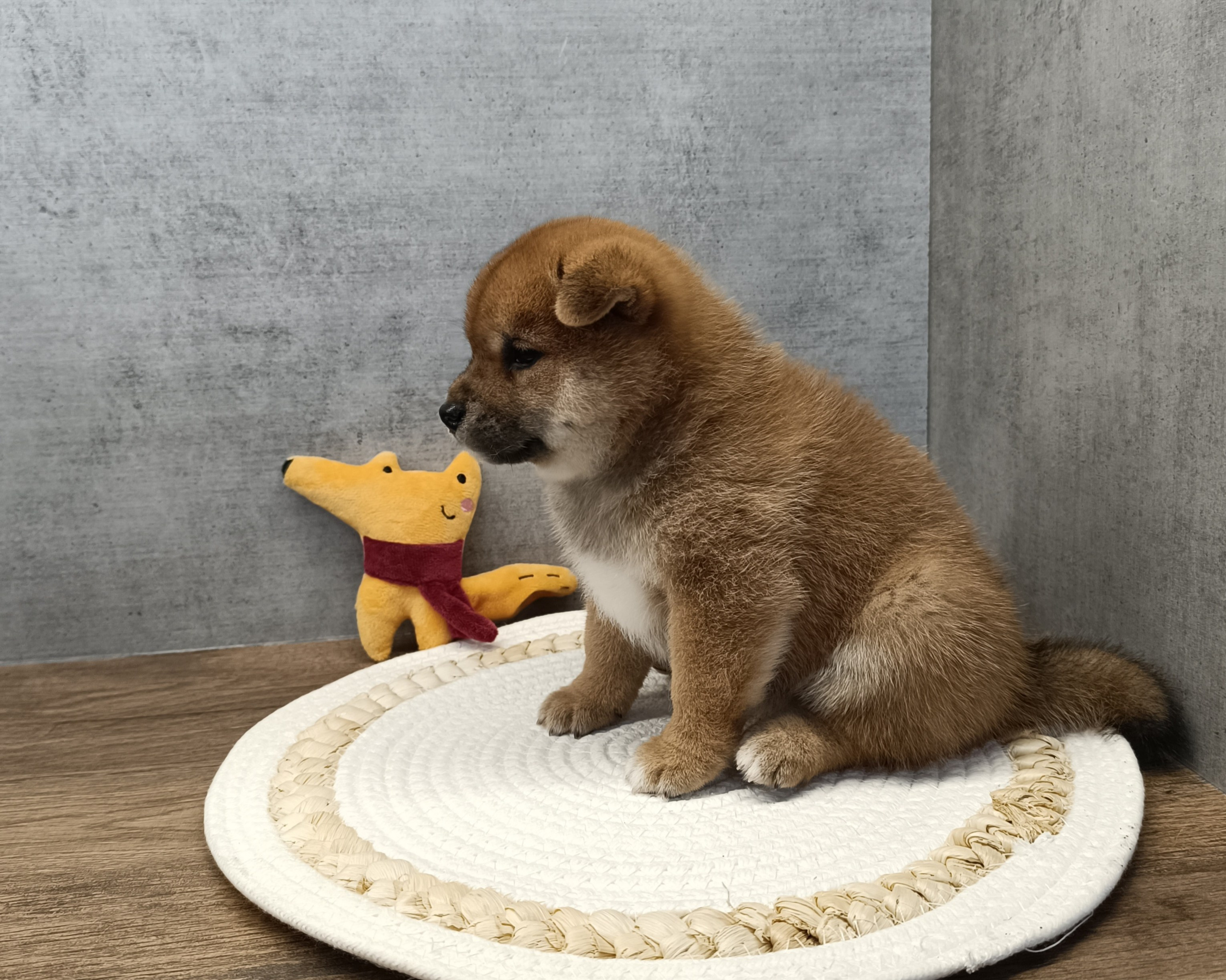 Rubylight Hattie. AMERICAN AKITA RUBYLIGHT KENNEL I SHIBA-INU