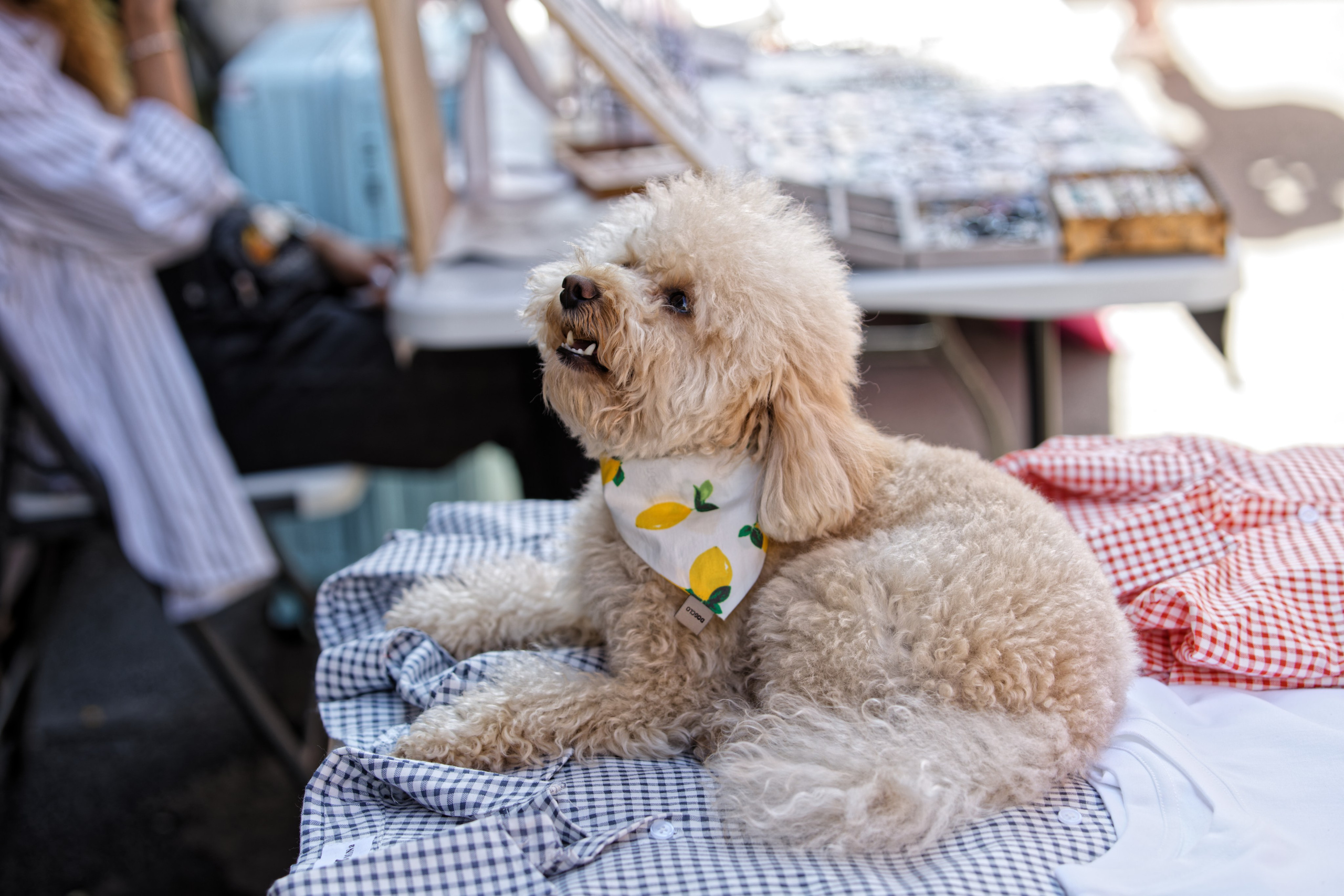 Вечеринка для собак Oh my dog 20.07.2025. Репортажный и спортивный фотограф в г. Пермь Зильберг Павел