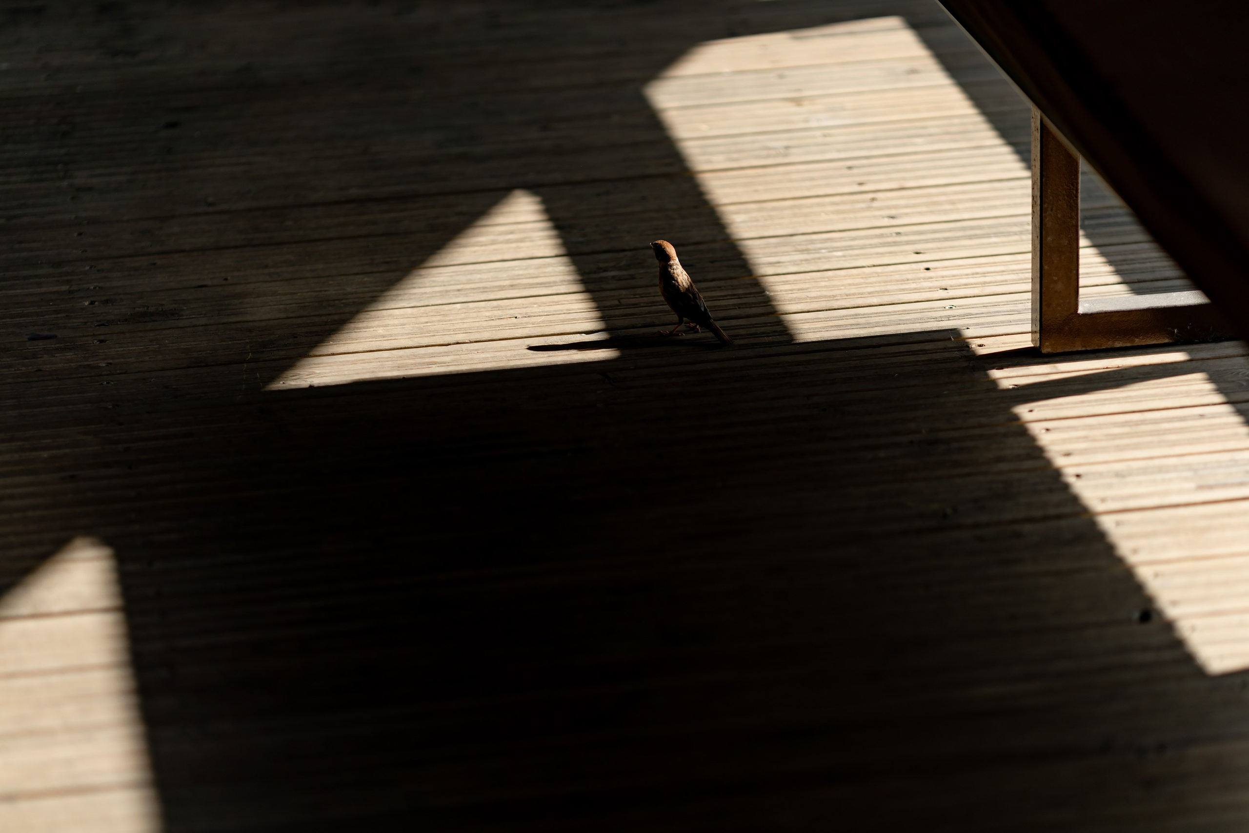 Егор и Оля. Дмитрий Позняк — свадебный фотограф в Брянске. Личный сайт фотографа