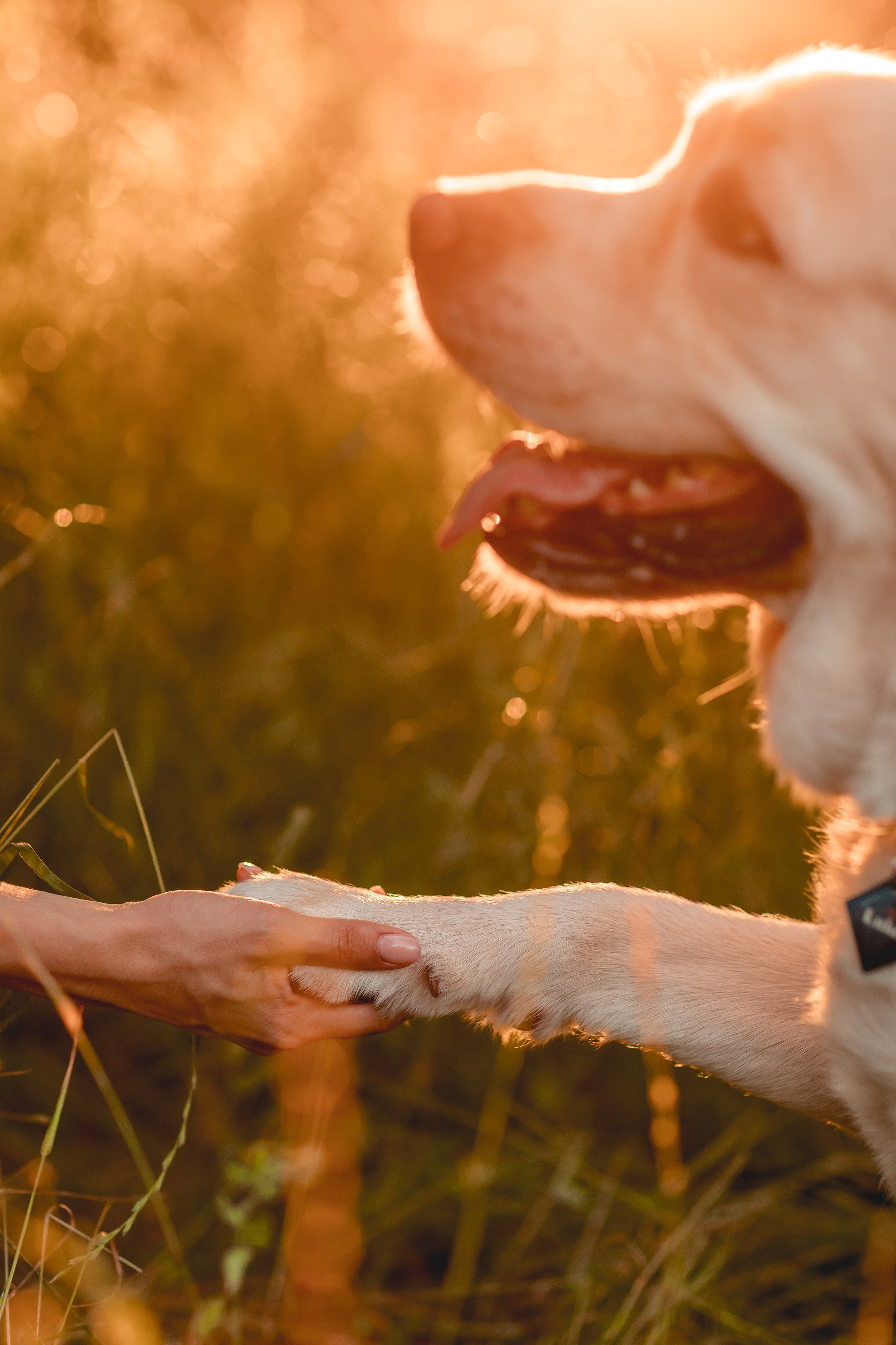 Наташа, Коля, Люк и Мартин. Семейный фотограф анималист Мария Крючкова