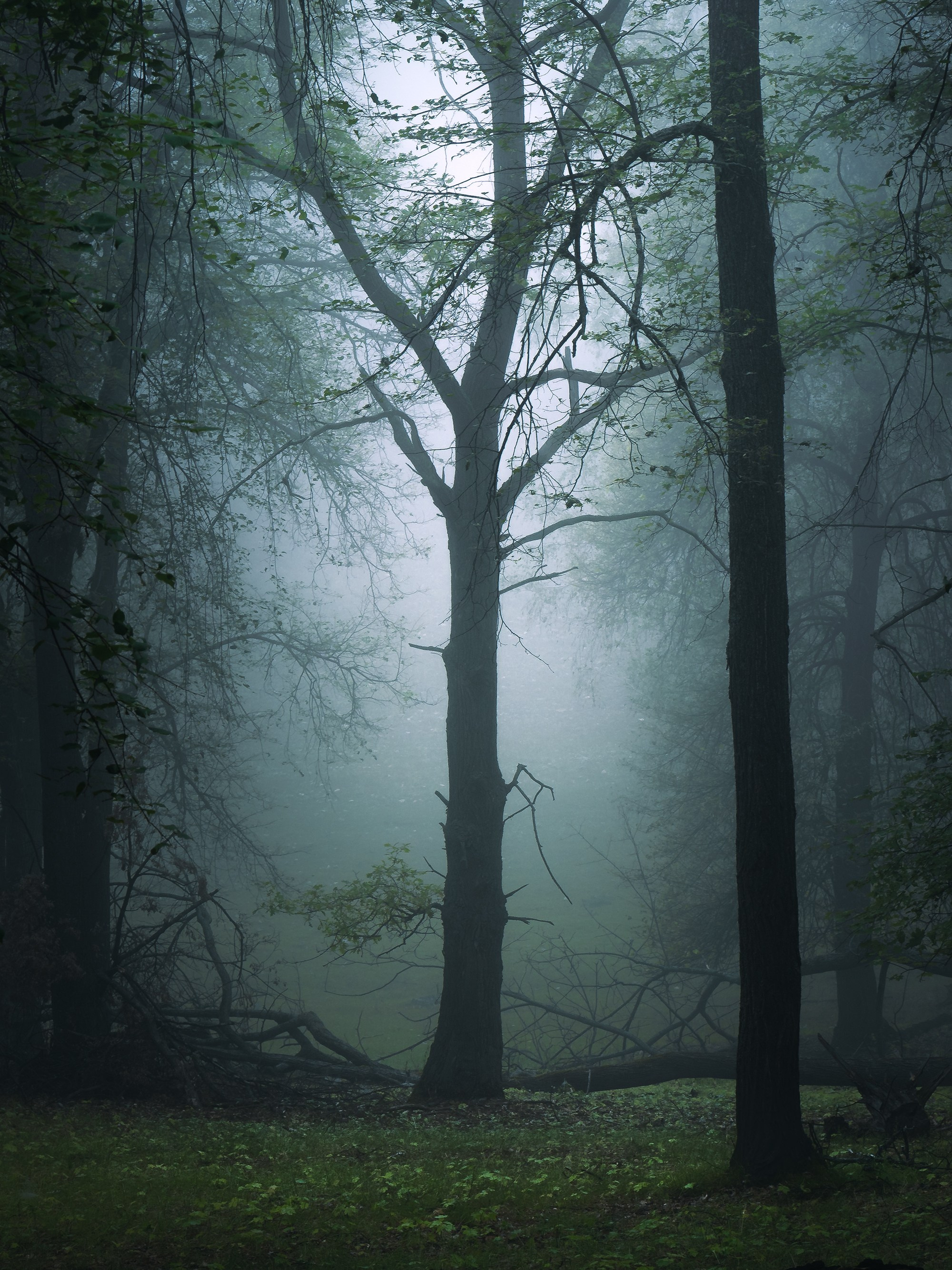 Лето, лес, деревья…. Пейзажный фотограф Руслан Лукманов