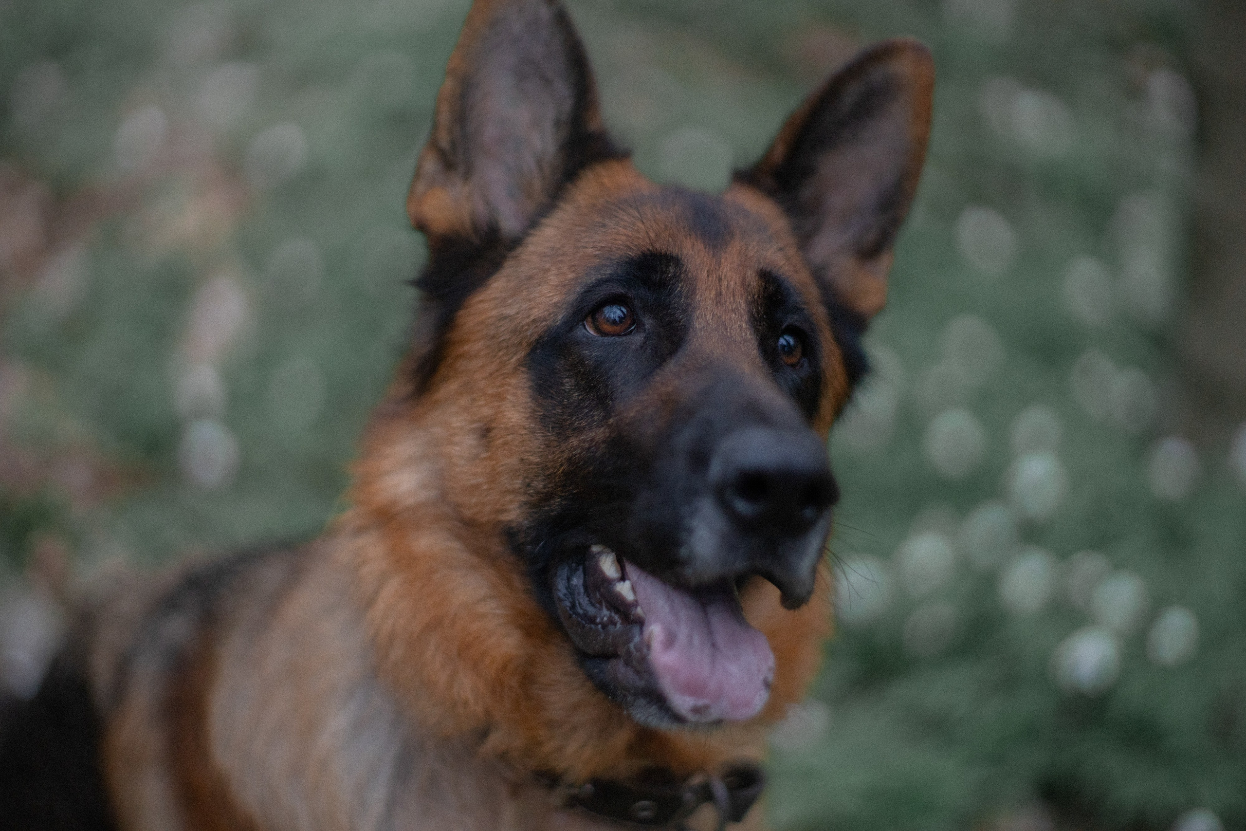 Евгения и Берта. Фотограф анималист в Москве и Санкт-Петербурге Свиридова Анна