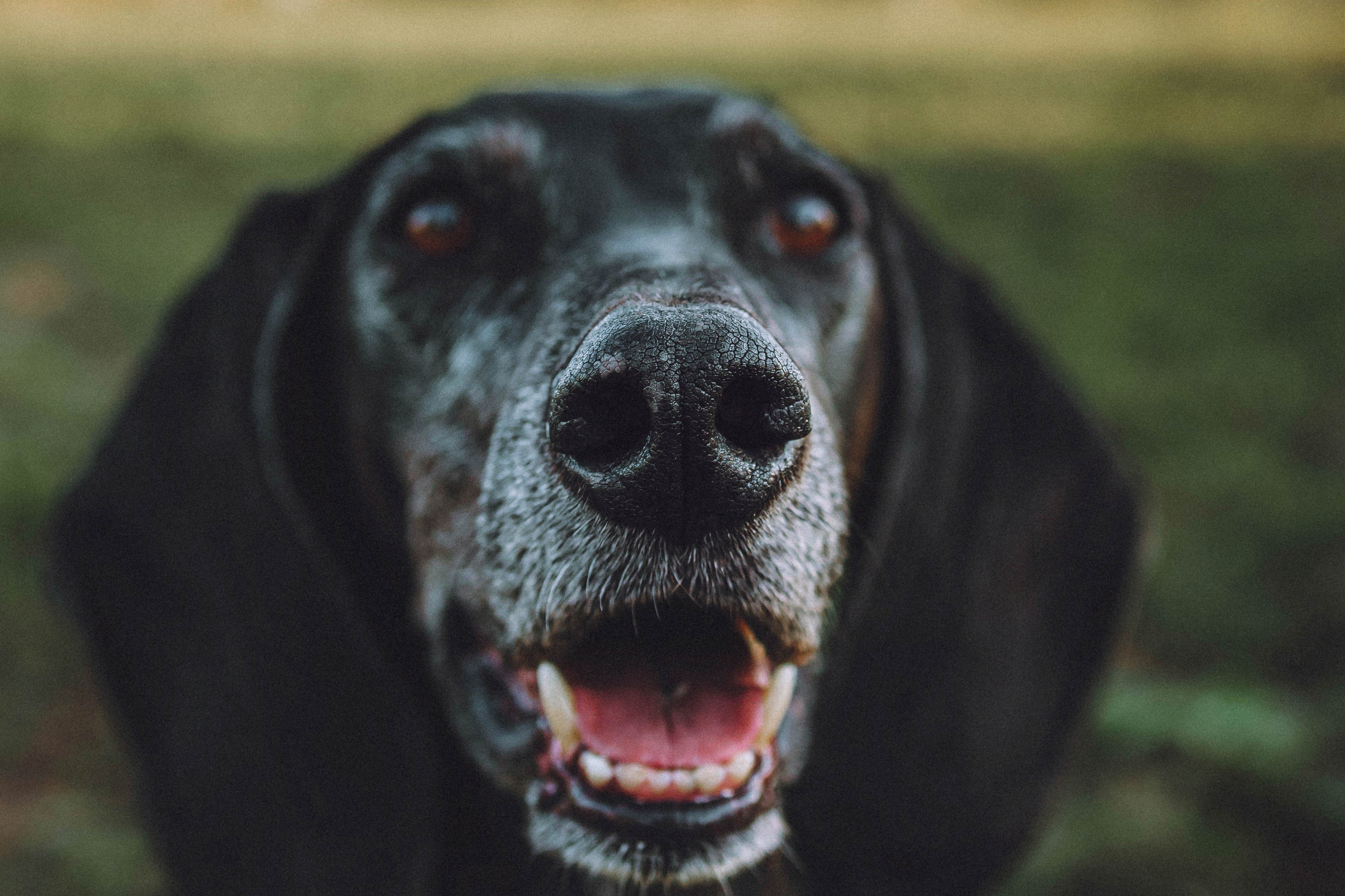 Камри и Пафи