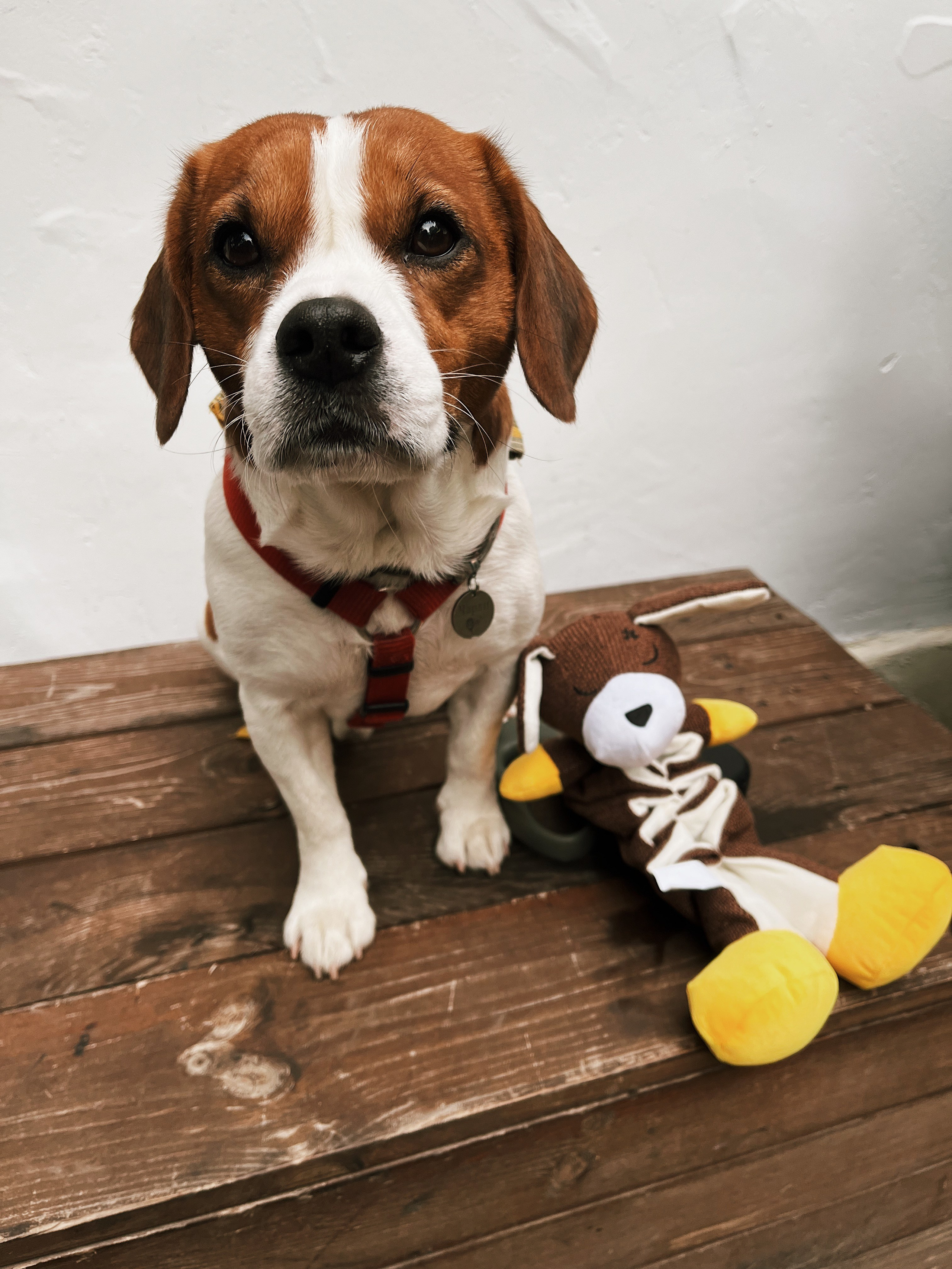 Чарли. DEWA | фотостудия для маркетплейсов