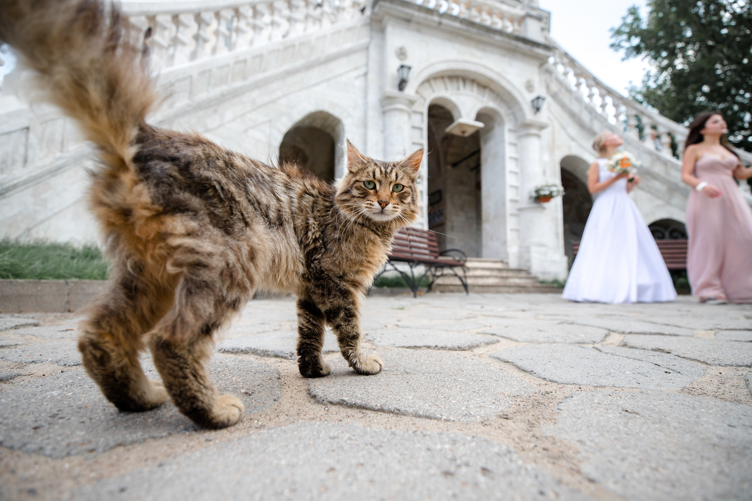 Катя и Сергей. Свадебный фотограф в Москве Топтыгин Иван