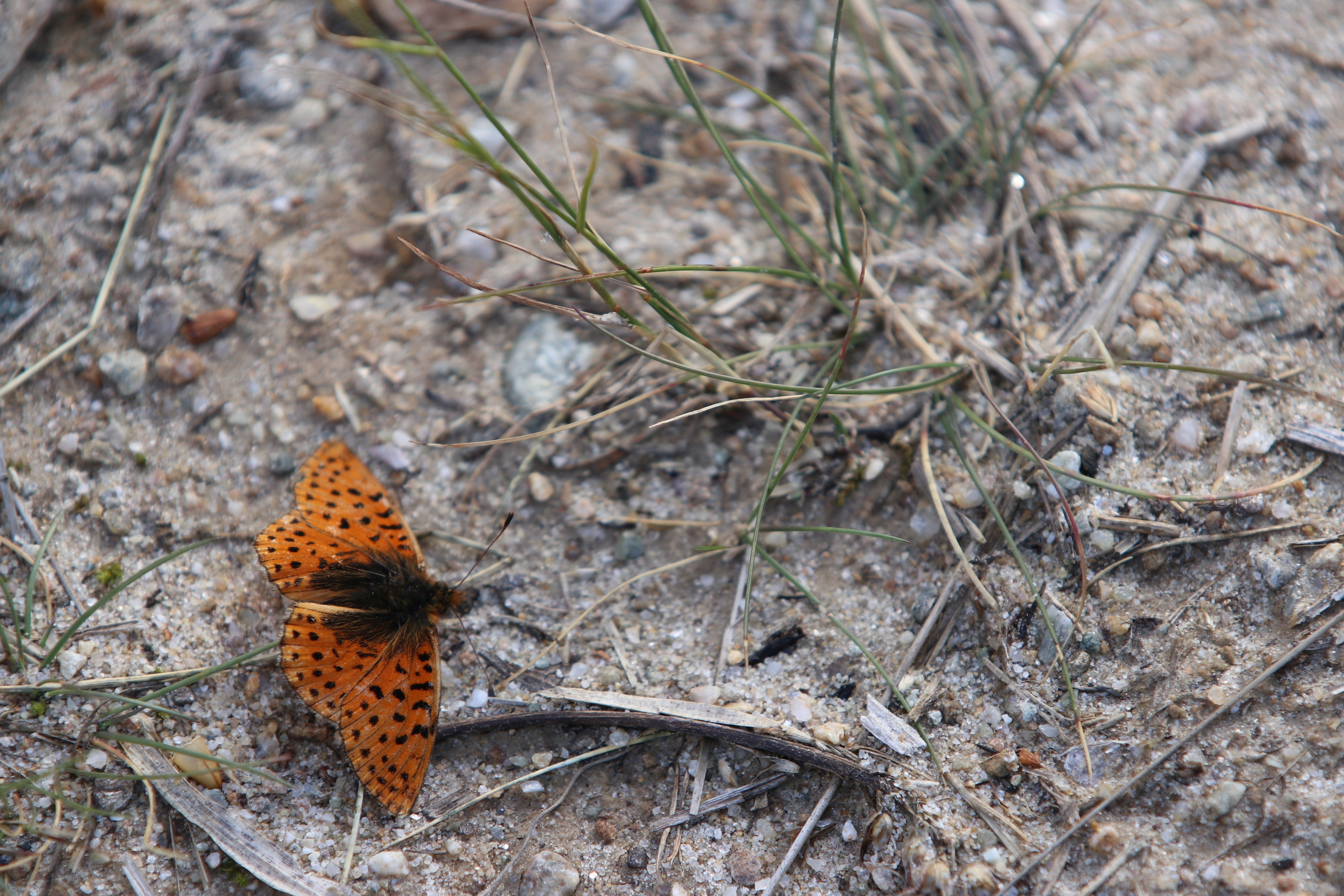 Приэльбрусье. Сентябрь 2023. Путешественник-фотограф из Санкт-Петербурга Татьяна Свистулина
