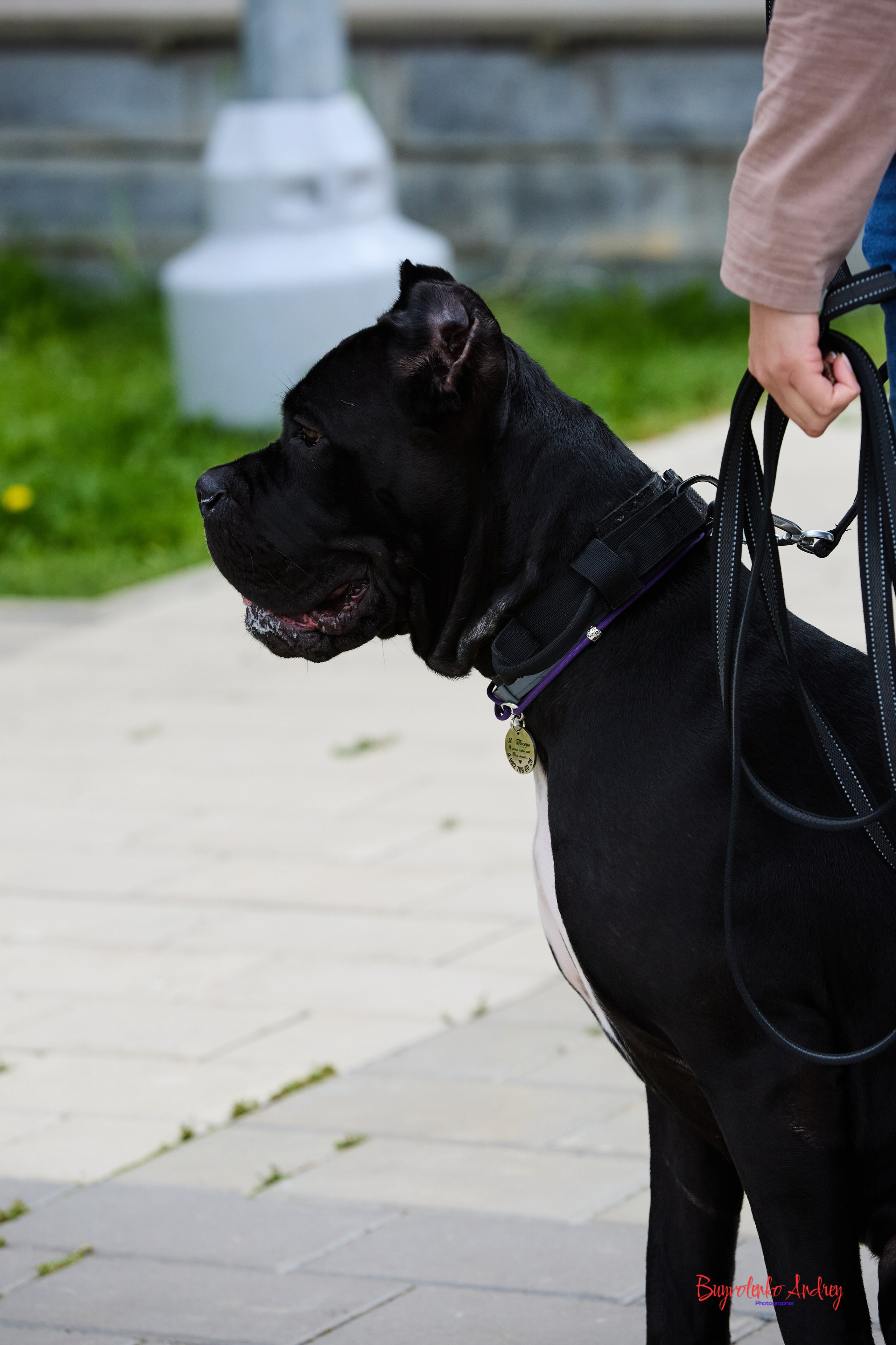 Проект фотопрогулка с хвостиком. Buyvolenko Andrey