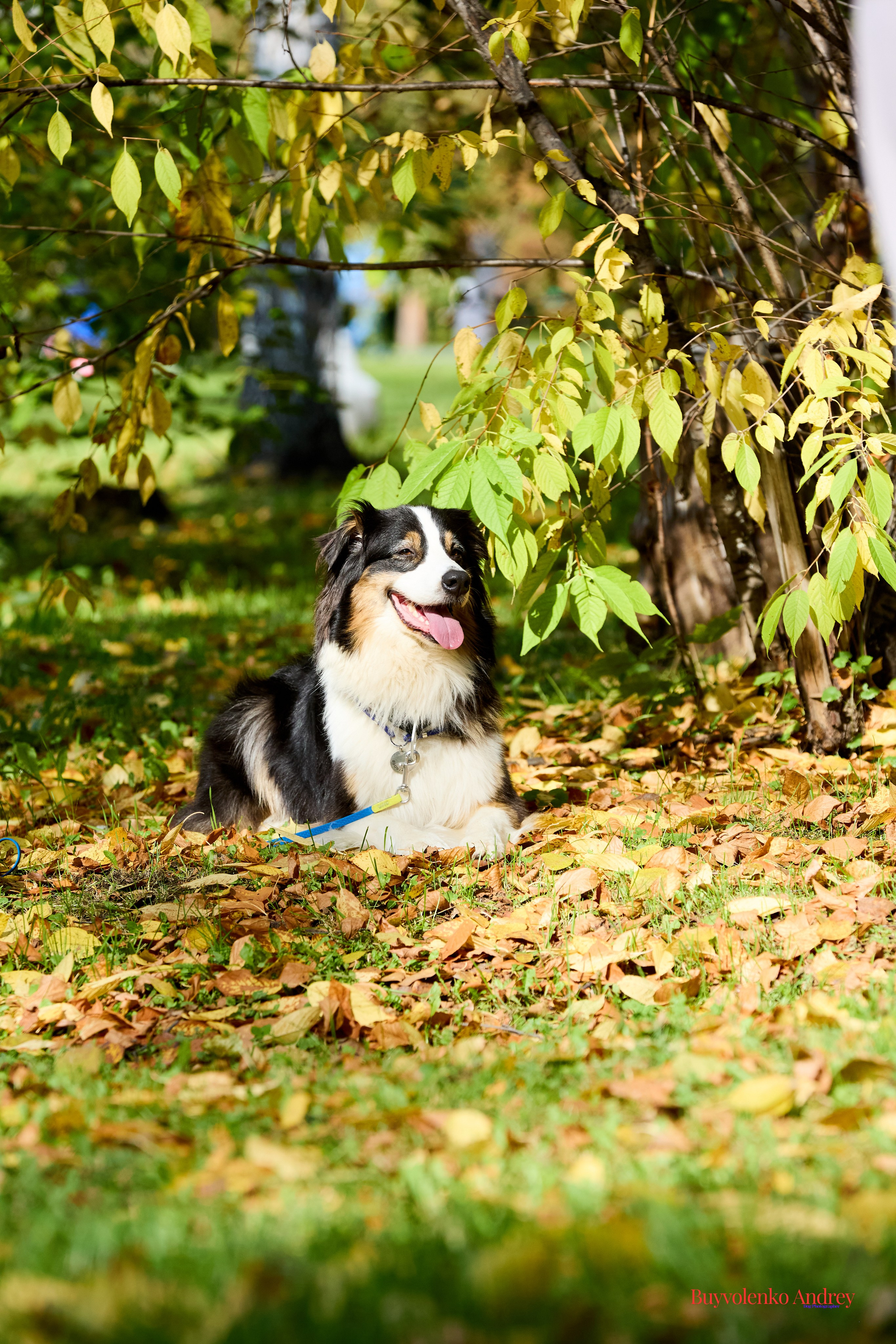 Басенджи и Аусси 21.09.2025. Buyvolenko Andrey