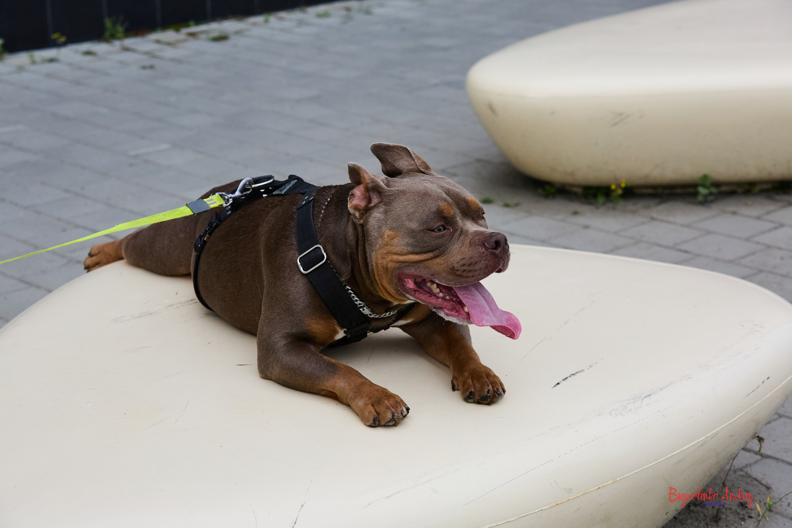 Проект фотопрогулка с хвостиком. Buyvolenko Andrey