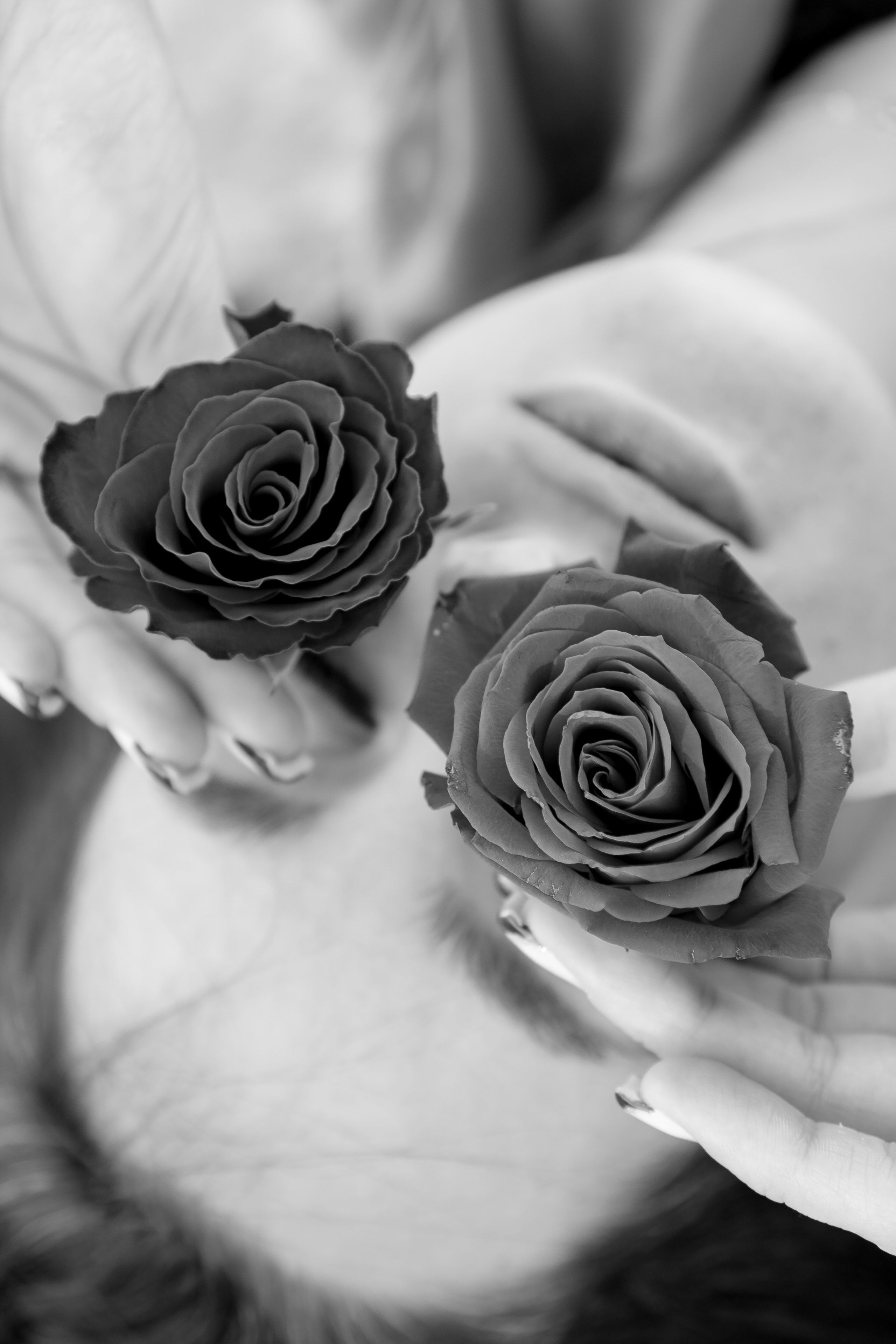 Розы. Профессиональный фотограф, Санкт-Петербург — Виктория Богомолова