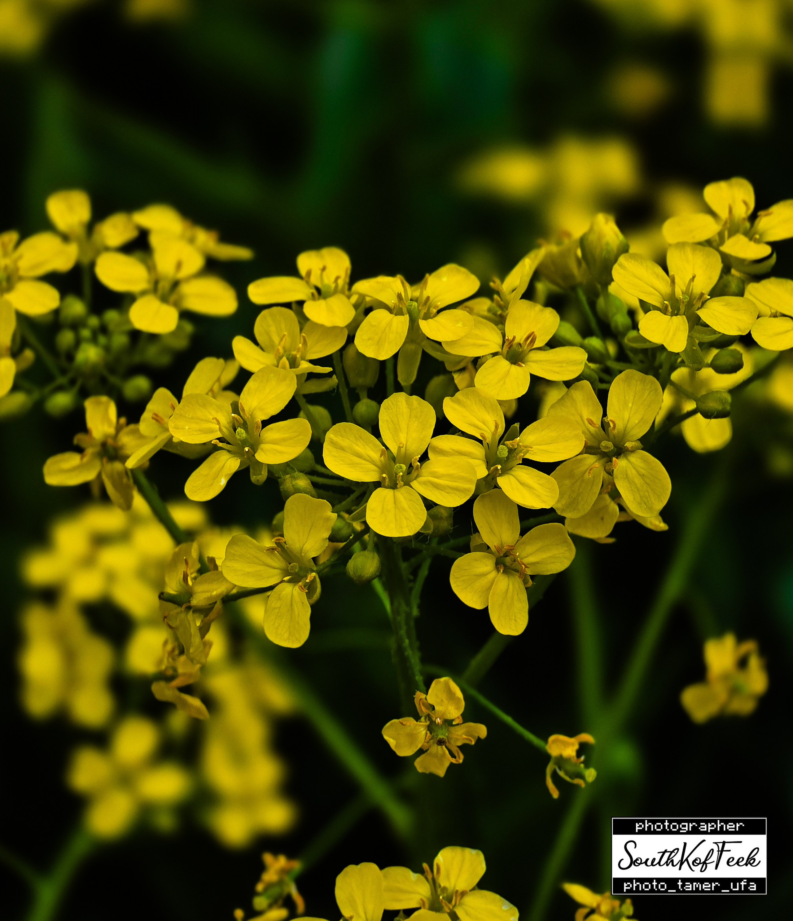 Цветы?. Photo Tamer Ufa