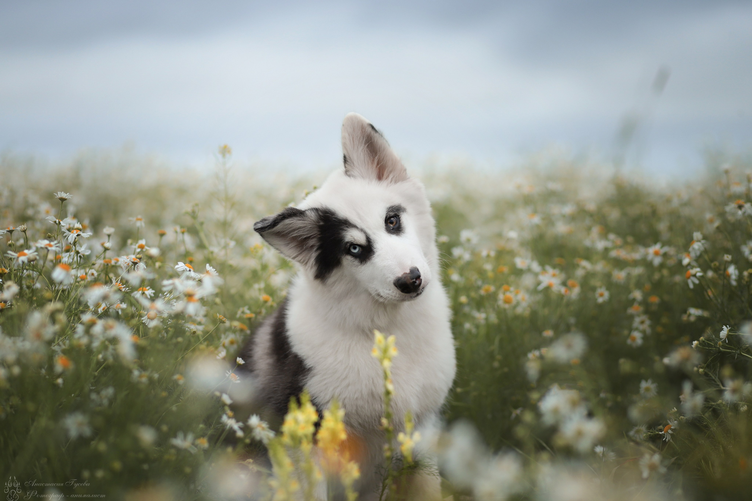 Фотосъёмка собак. Семейный и анималист фотограф в Переславле Анастасия Гусева