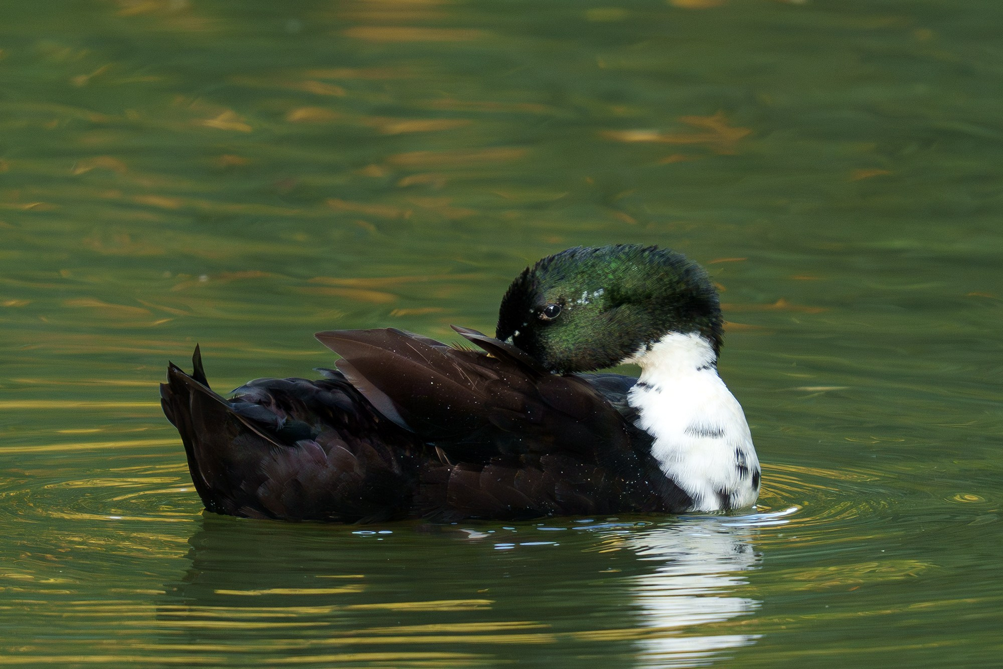 Удивительные мир птиц. Вокруг нас столько прекрасного — присмотритесь!. Ваш личный фотограф Марина Волкова