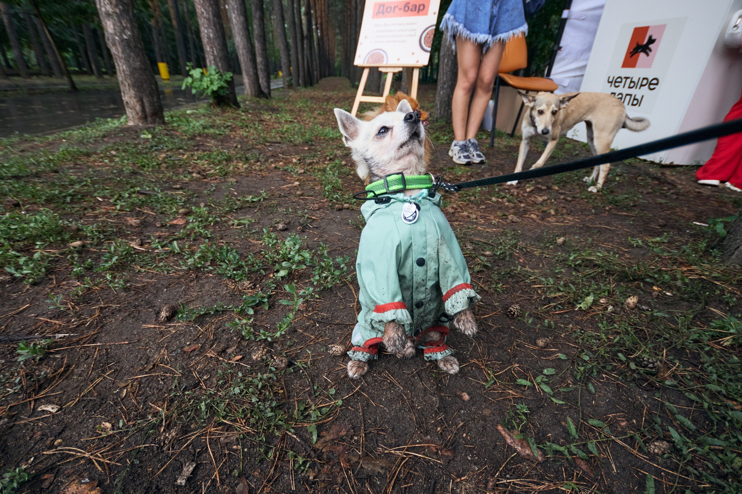 Четыре Лапы. Свадебный и репортажный фотограф Дмитрий Кононенко