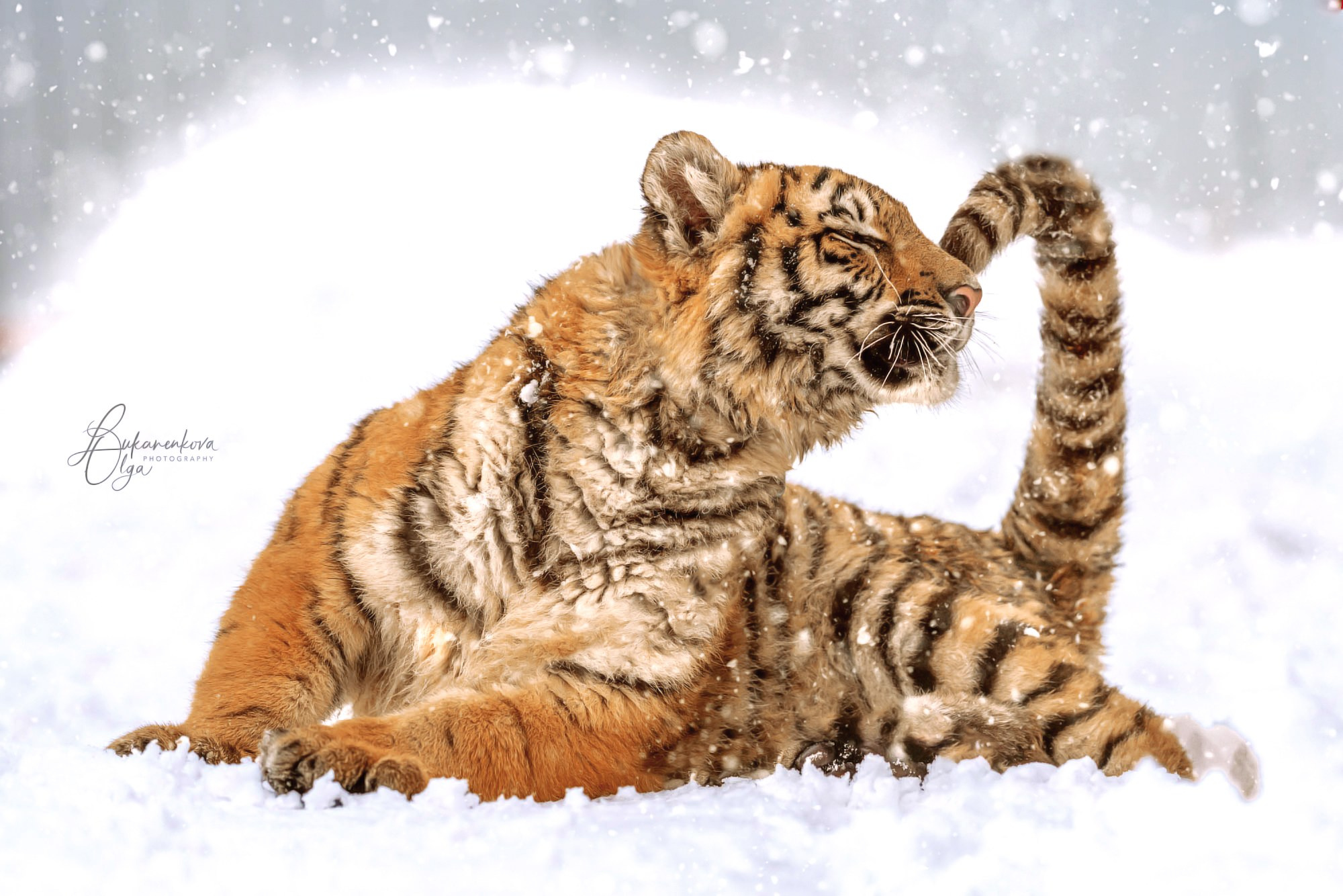 Тигр. Фотограф анималист Ольга Луканенкова в Москве