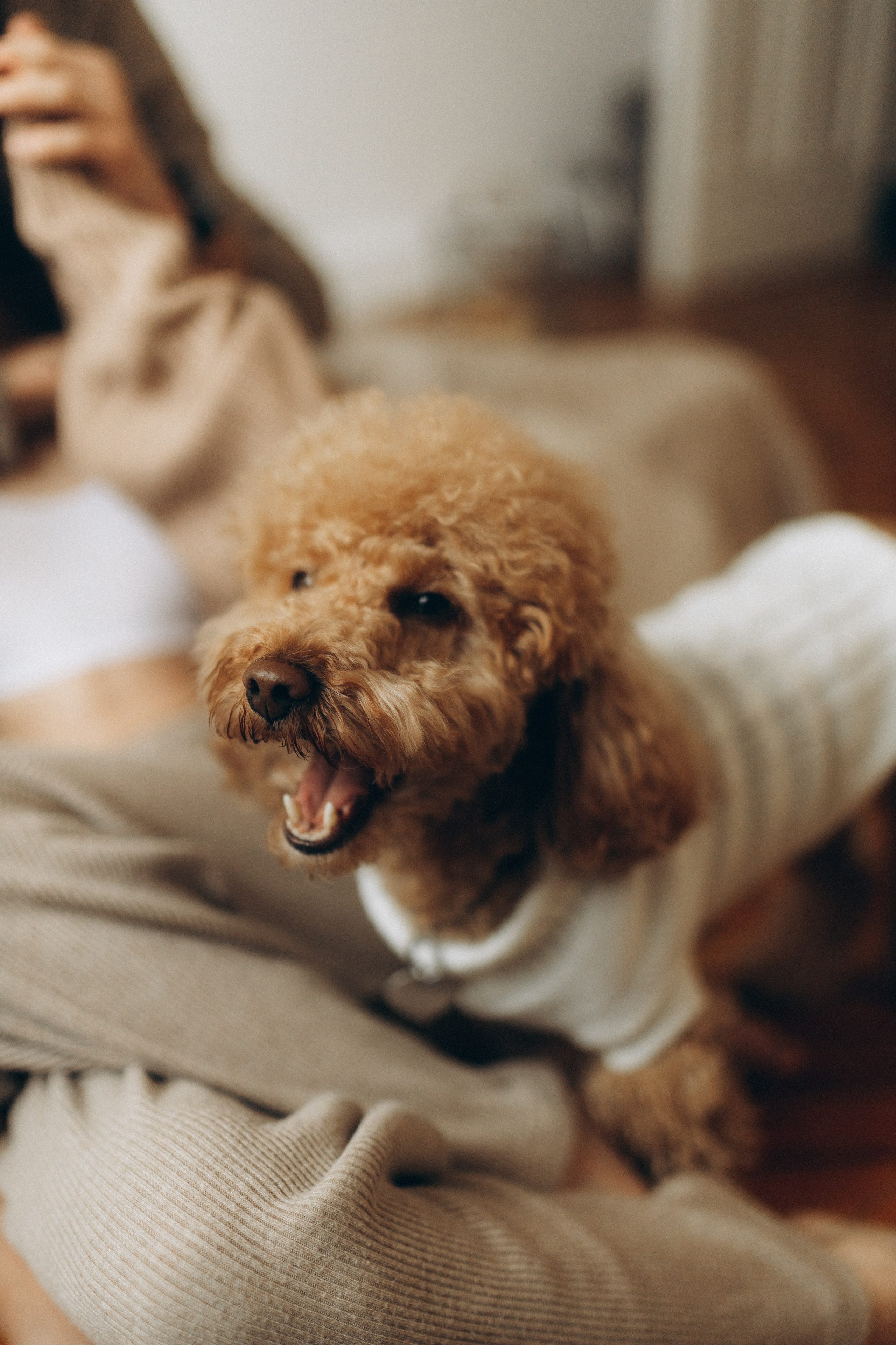 Маша, Ваня & Барни. Фотограф НОГИНСК, Москва, Анастасия Белая