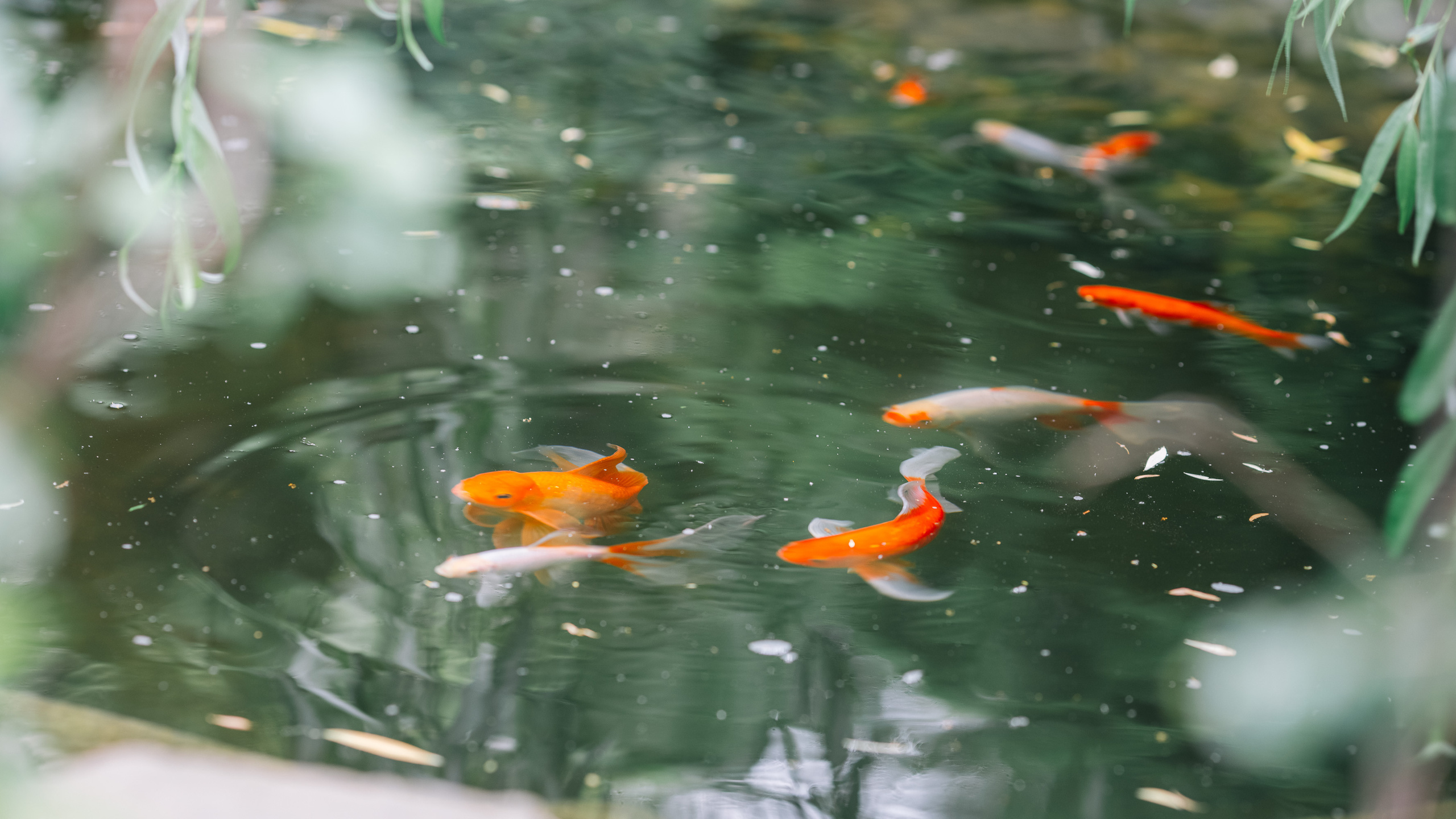 Фотограф — Евгений Свистков