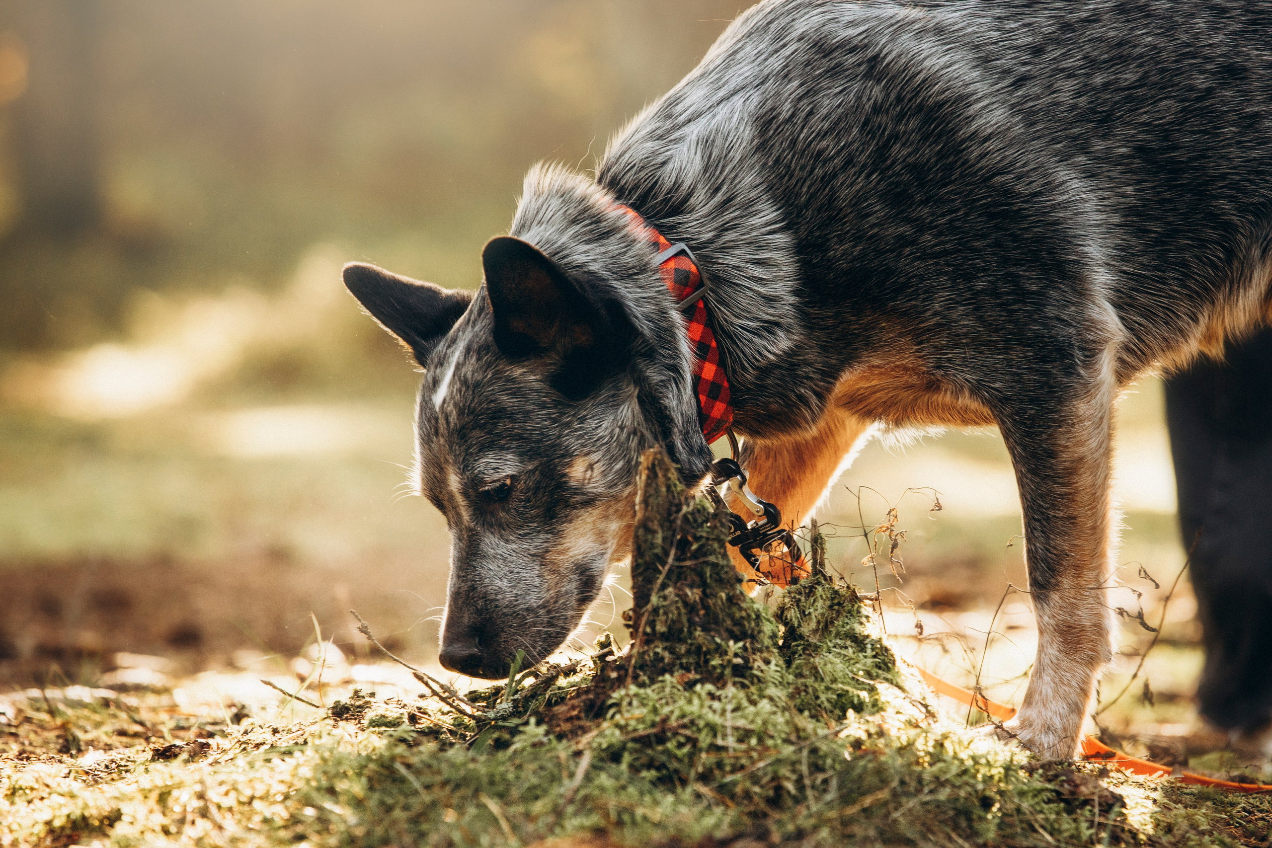 Оля и Мотечка. Фотограф — Анималист | Санкт-Петербург