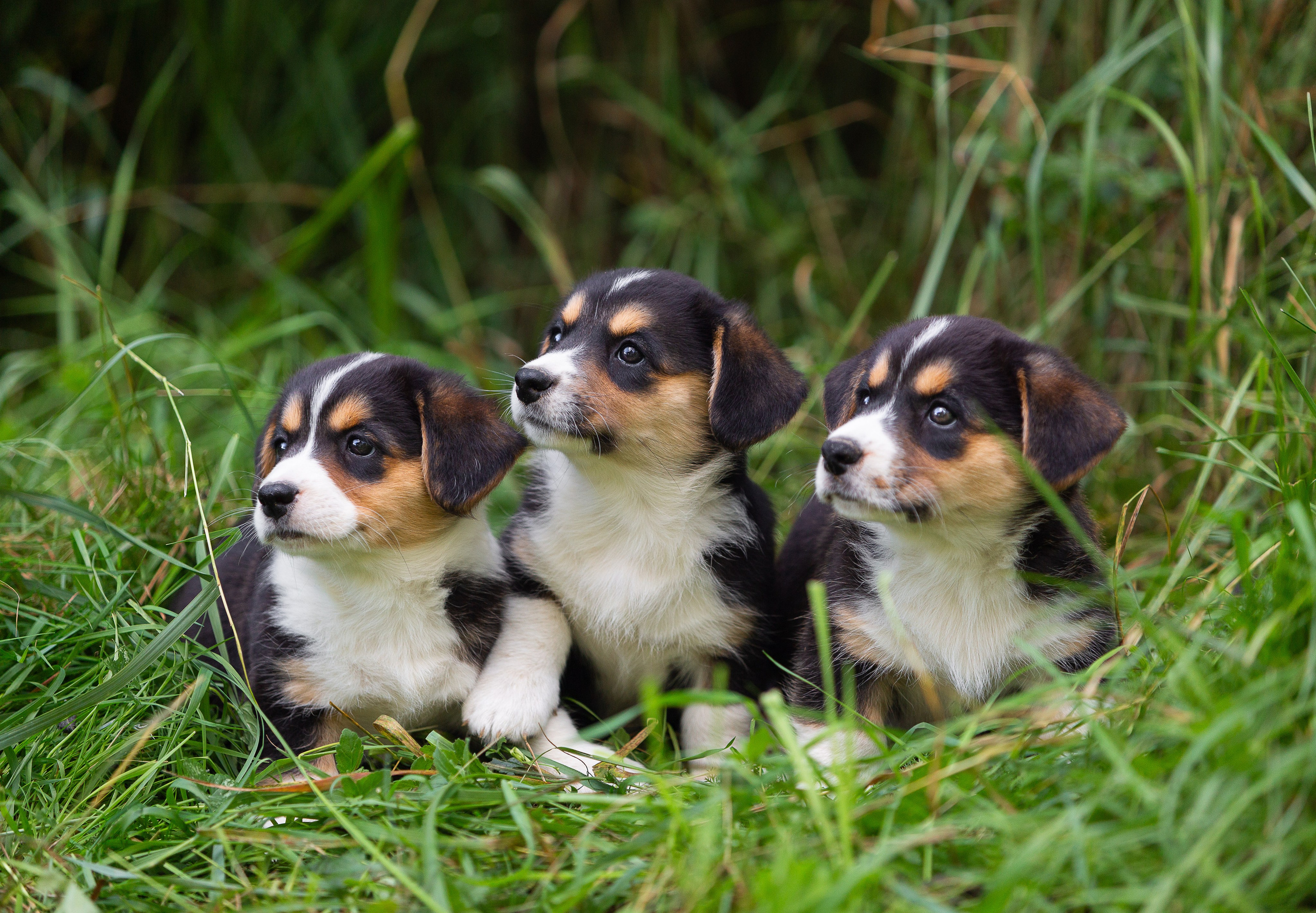 Корги (фотопрогулка). Фотограф-анималист в Москве, МО и Владимире