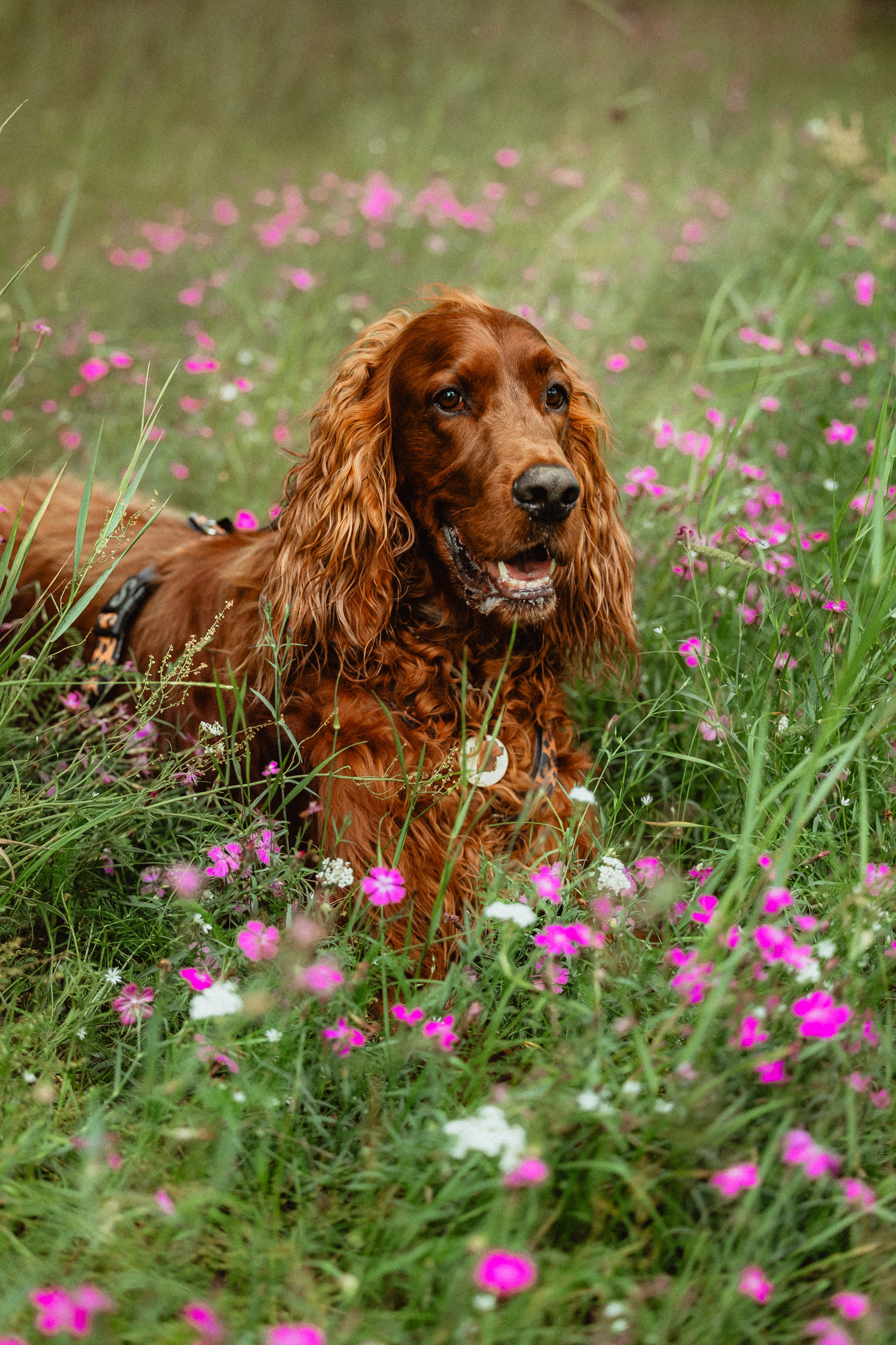 Выездной дог-тренинг от школы «Шерсть имею»