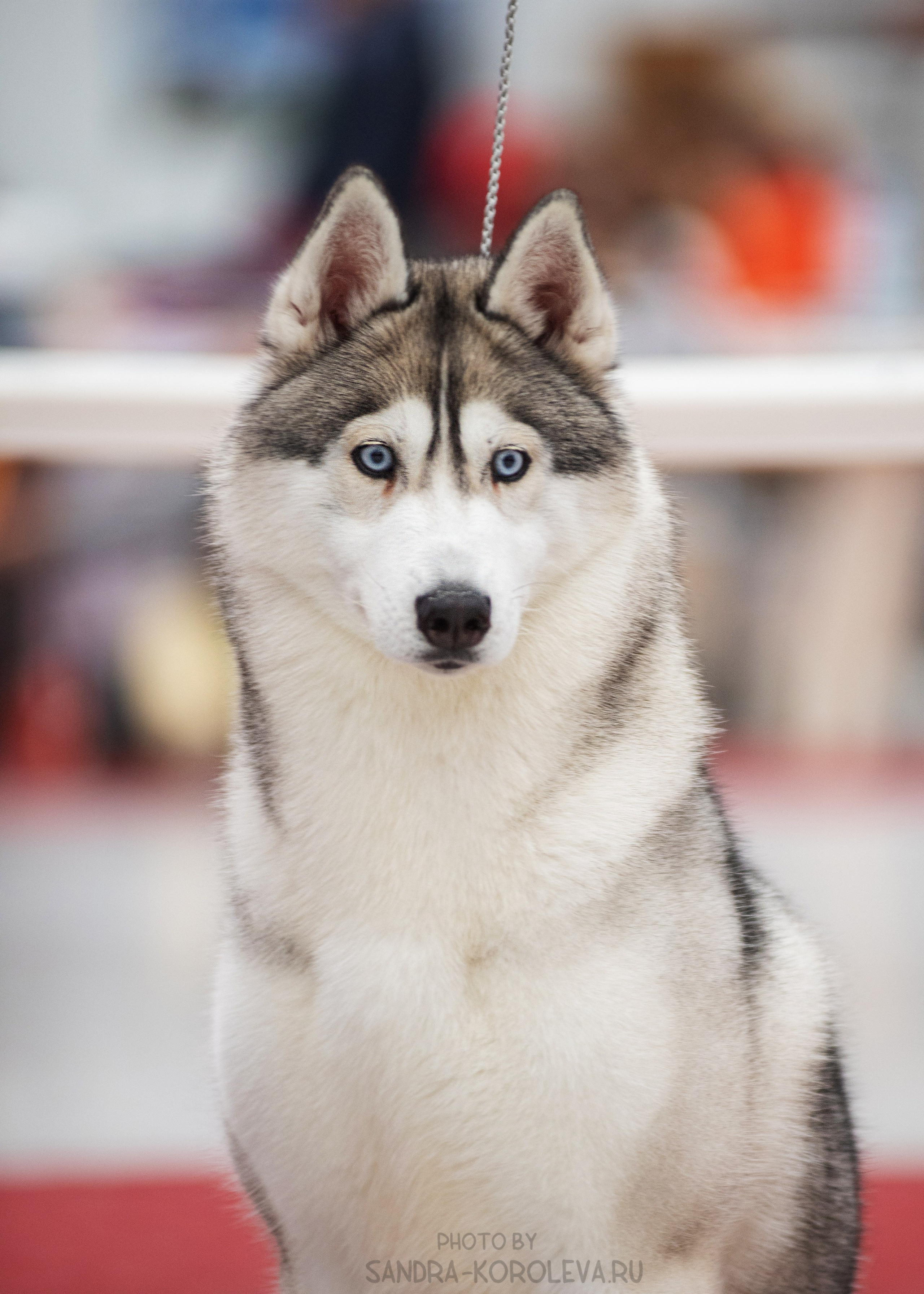 Выставка собак тюмень 14.01.2023. Дог-фотограф в Тюмени Александра Королева