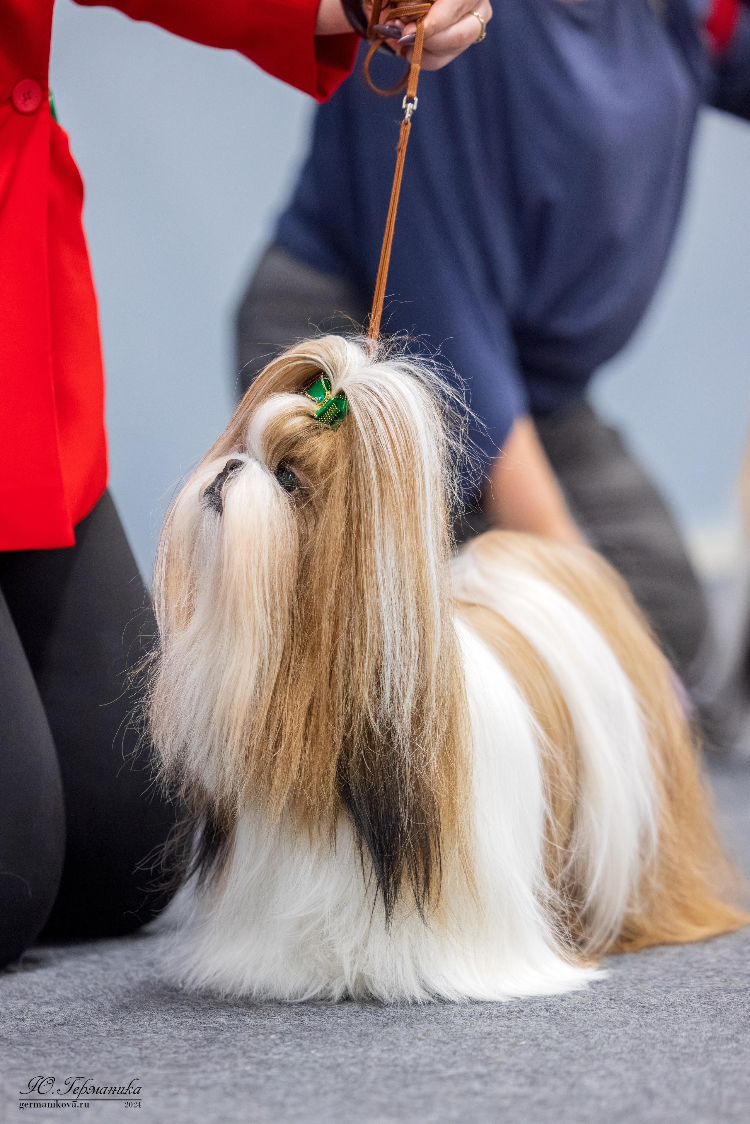 Сфера 17.03.2024. Фотограф-анималист Юлия Германика