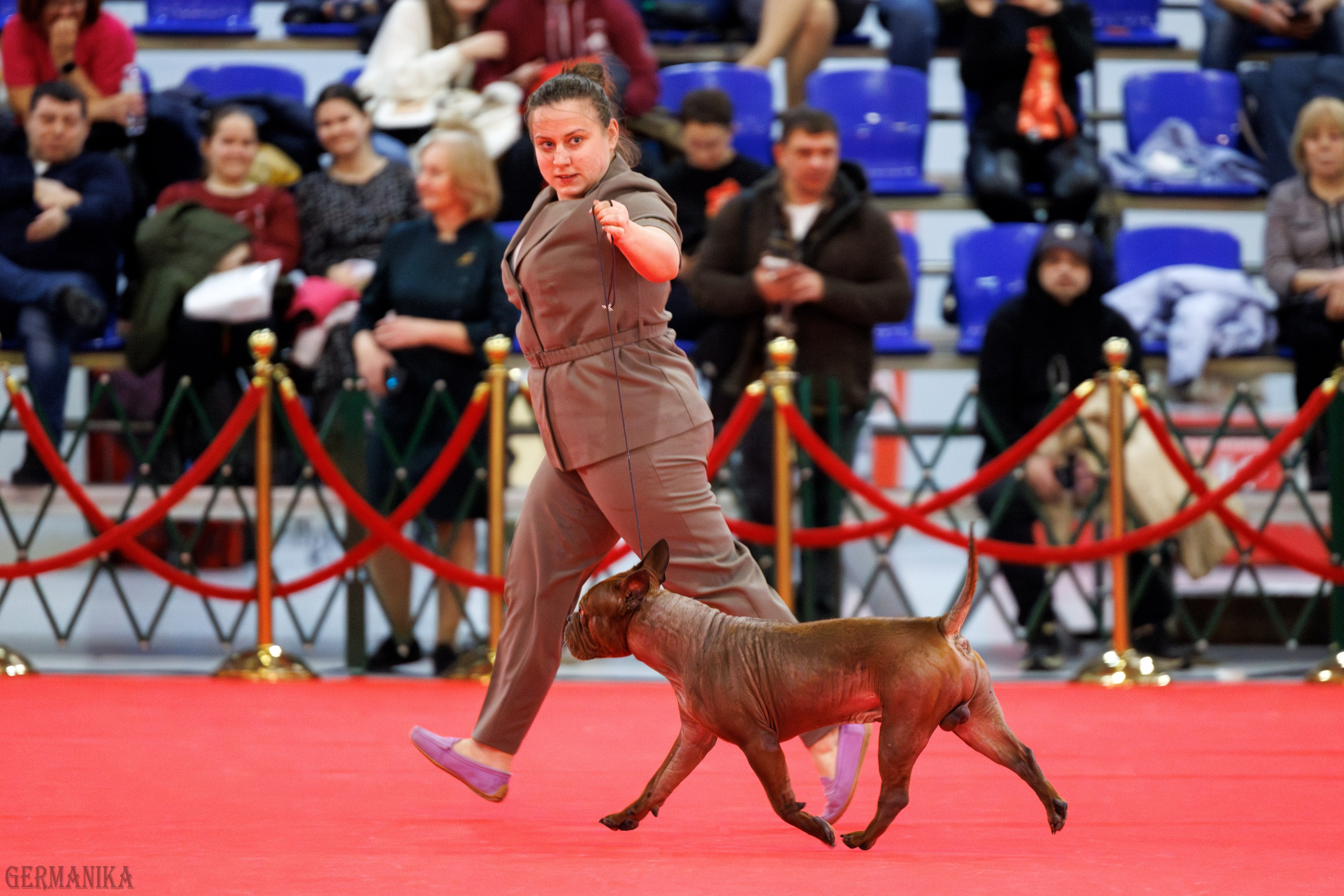 Лучшие Собаки России 17-18.02.2024. Фотограф-анималист Юлия Германика
