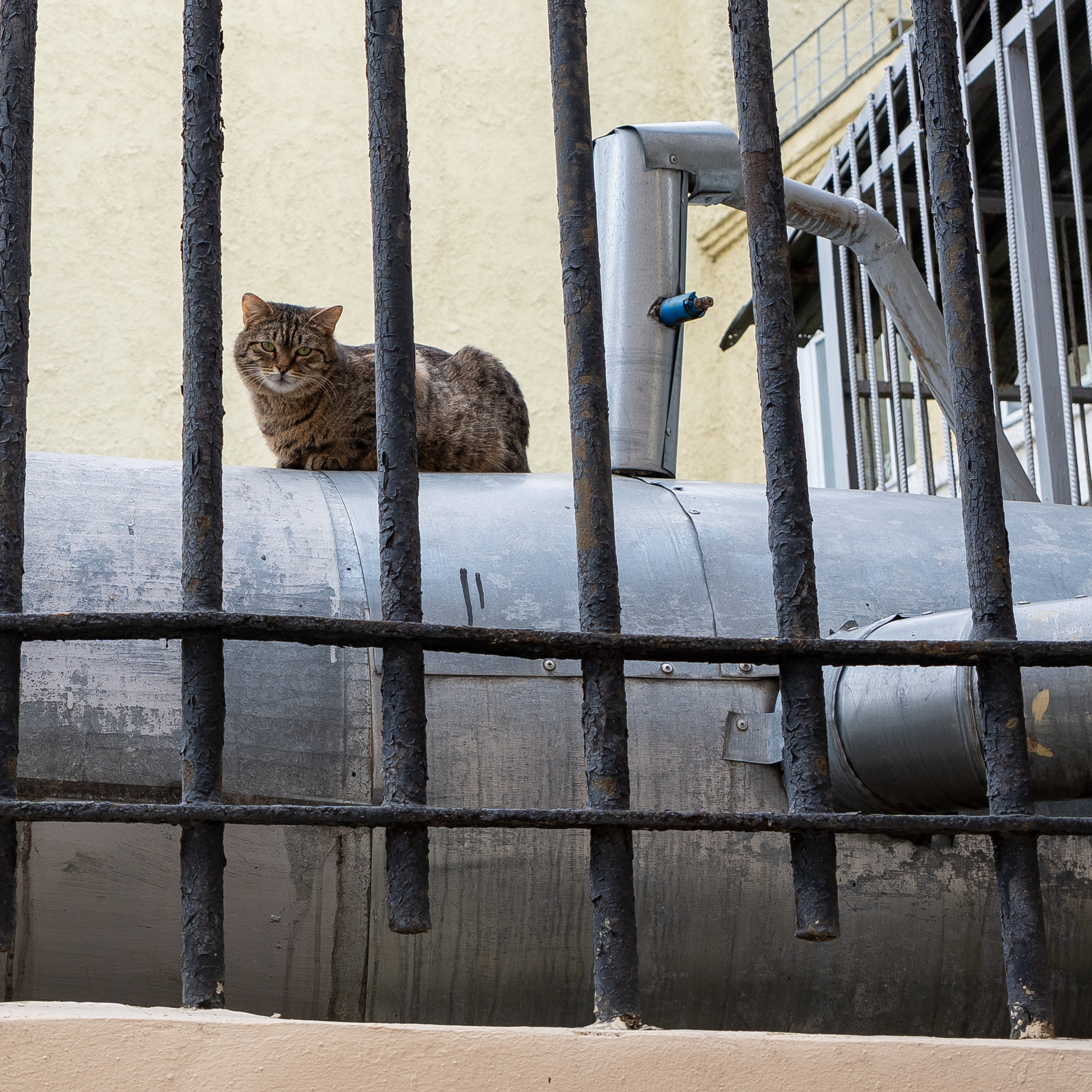 20250329 Лубянка — Чистые пруды. Дмитрий Ремизов. Фотография, как хобби