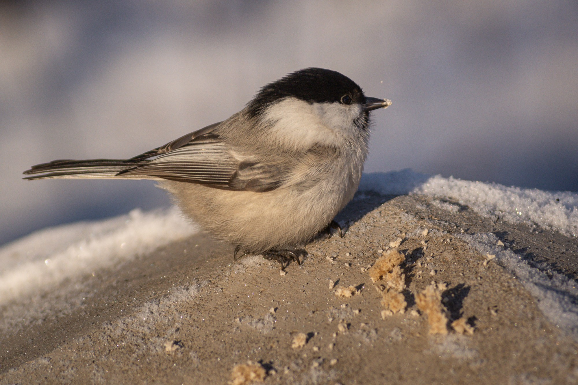 Разное. Репортажный фотограф г. Чита