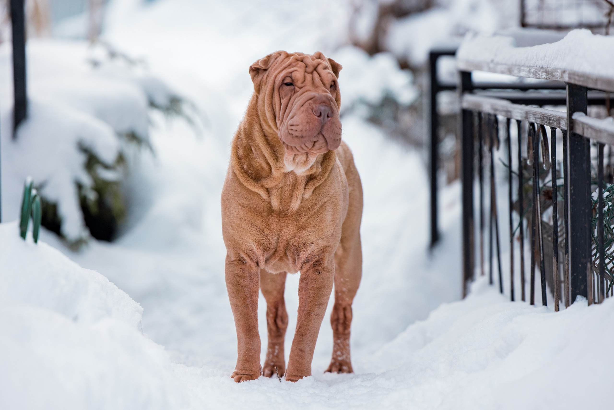 В гостях у шарпеев 16.01.2024. Фотограф-анималист Юлия Германика