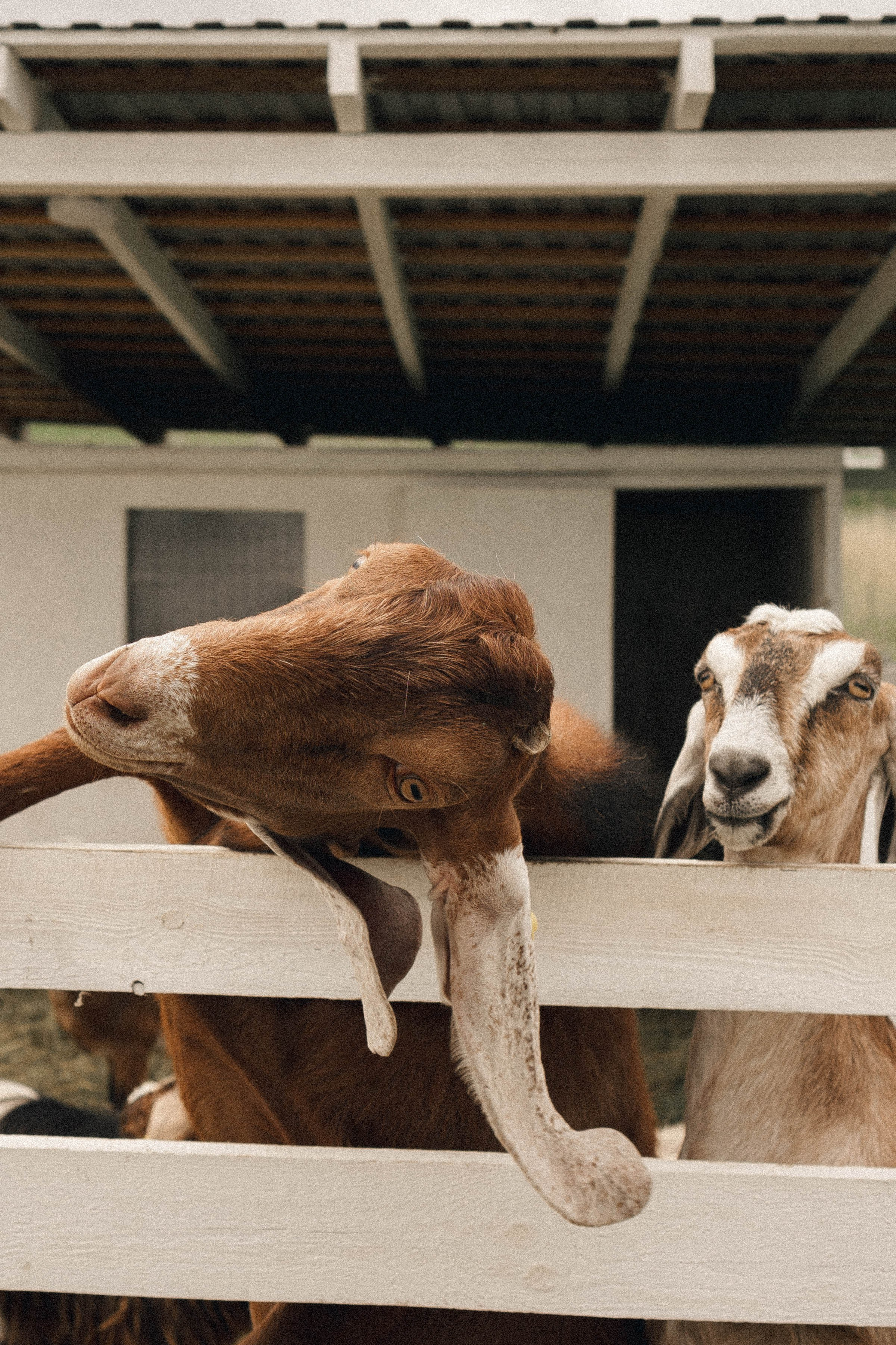 Ферма Альпак. Профессиональный фотограф, Санкт-Петербург — Виктория Богомолова