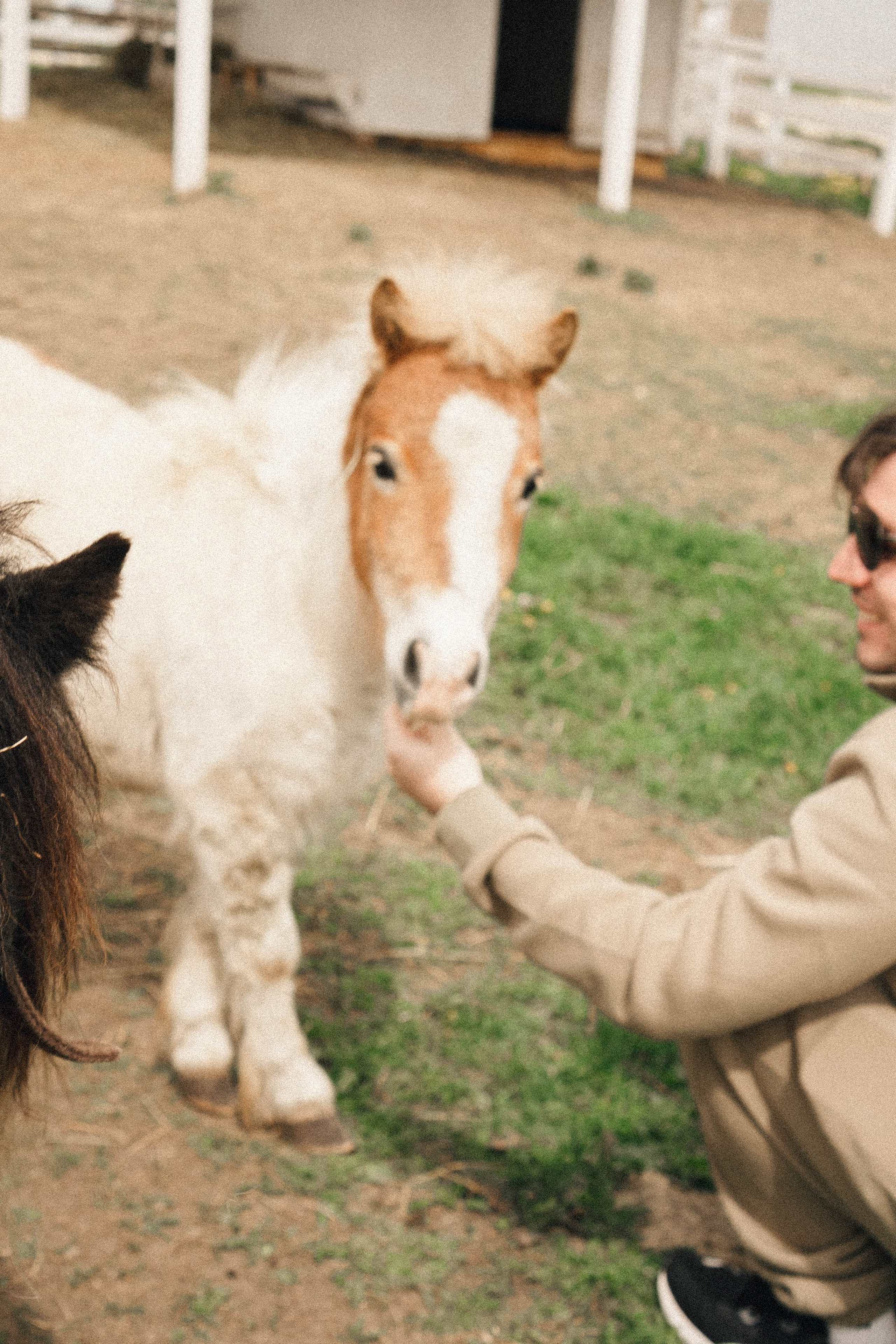 Ферма Альпак. Профессиональный фотограф, Санкт-Петербург — Виктория Богомолова