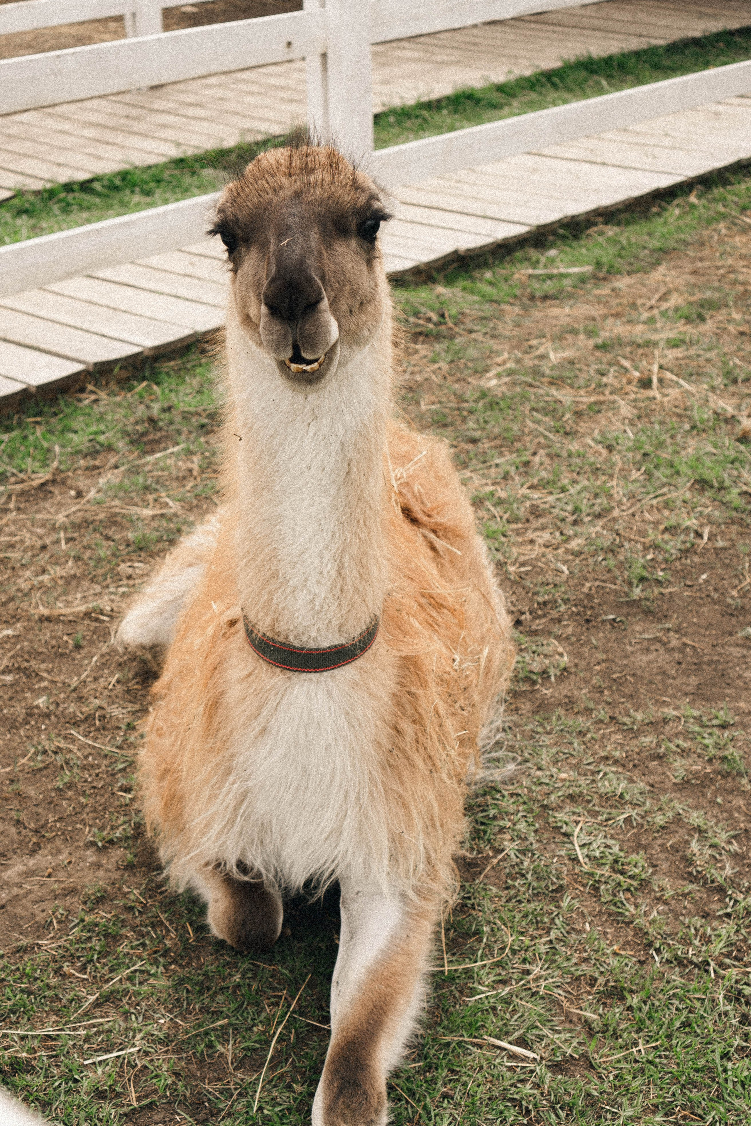 Ферма Альпак. Профессиональный фотограф, Санкт-Петербург — Виктория Богомолова