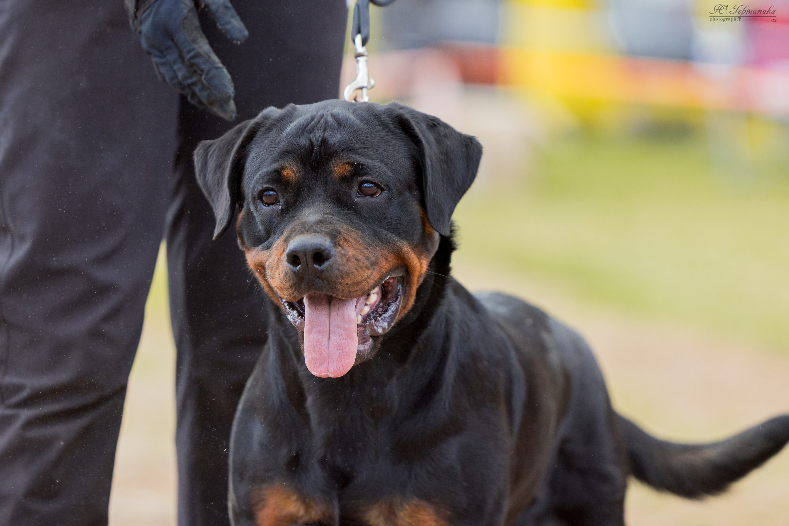 Тверь ротвейлеры 5-6.07.2025. Фотограф-анималист Юлия Германика