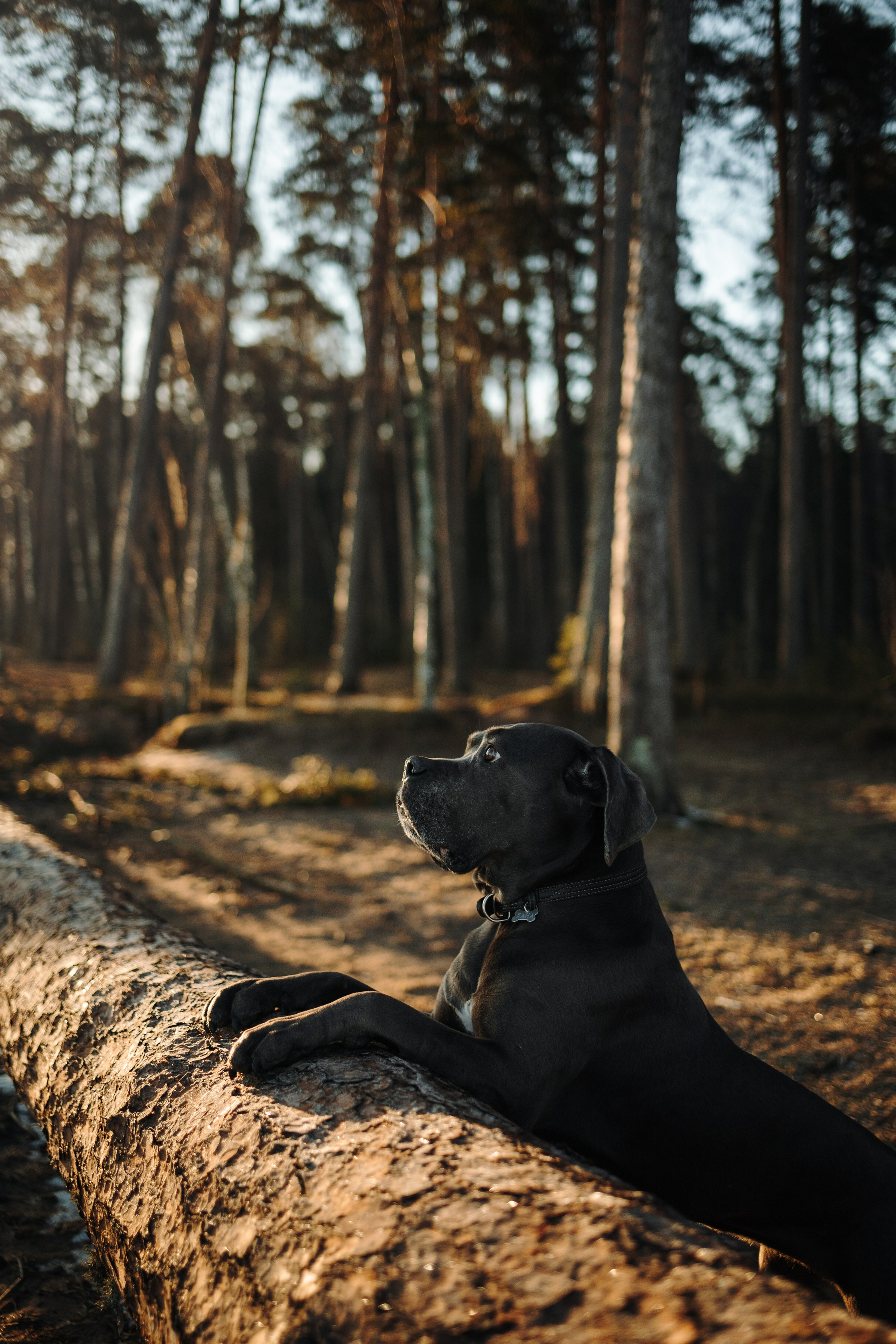 Анна и Лана. Фотограф — Анималист | Санкт-Петербург