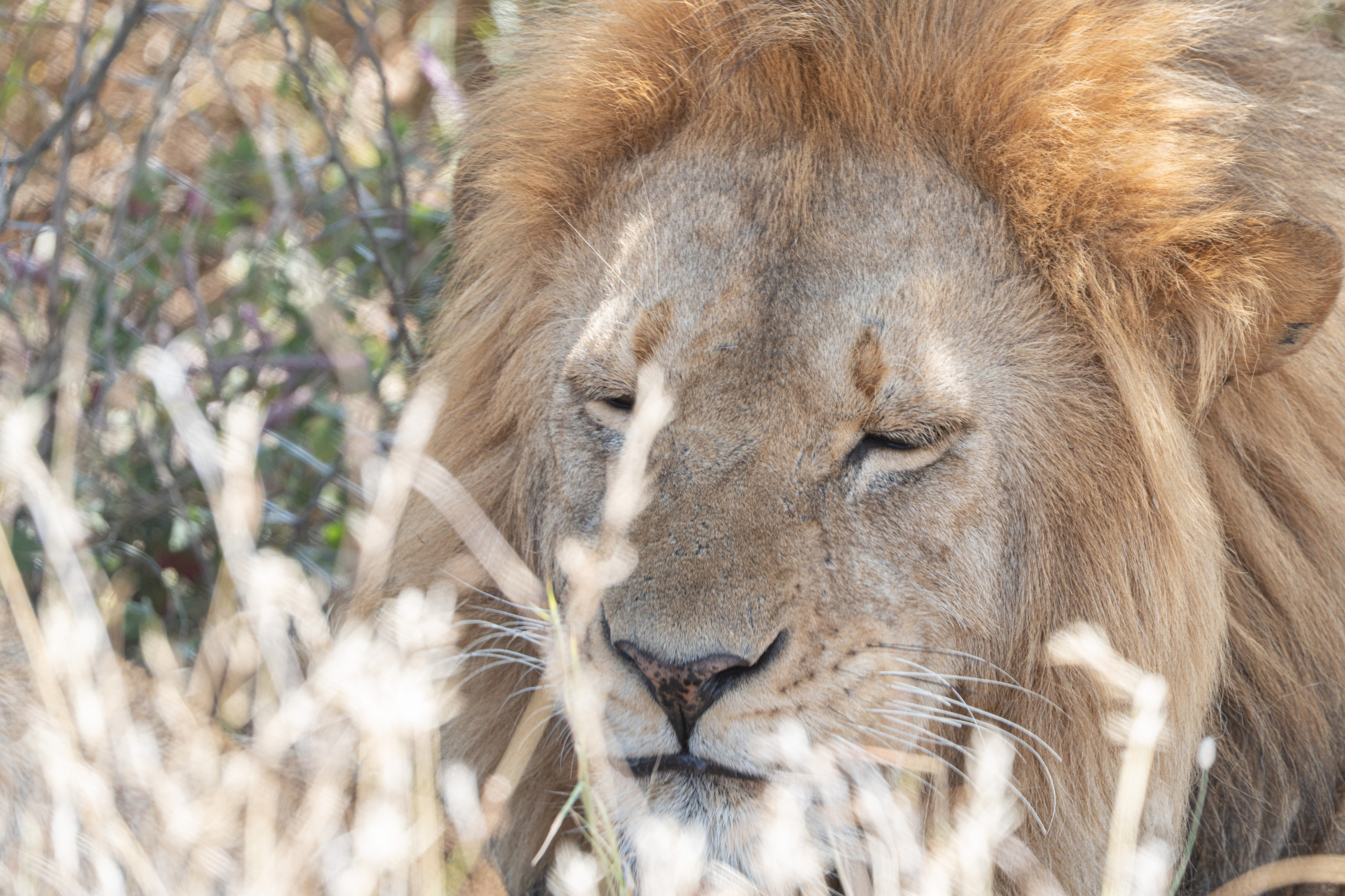 Танзания, сафари, 2025. Творческие сьемки