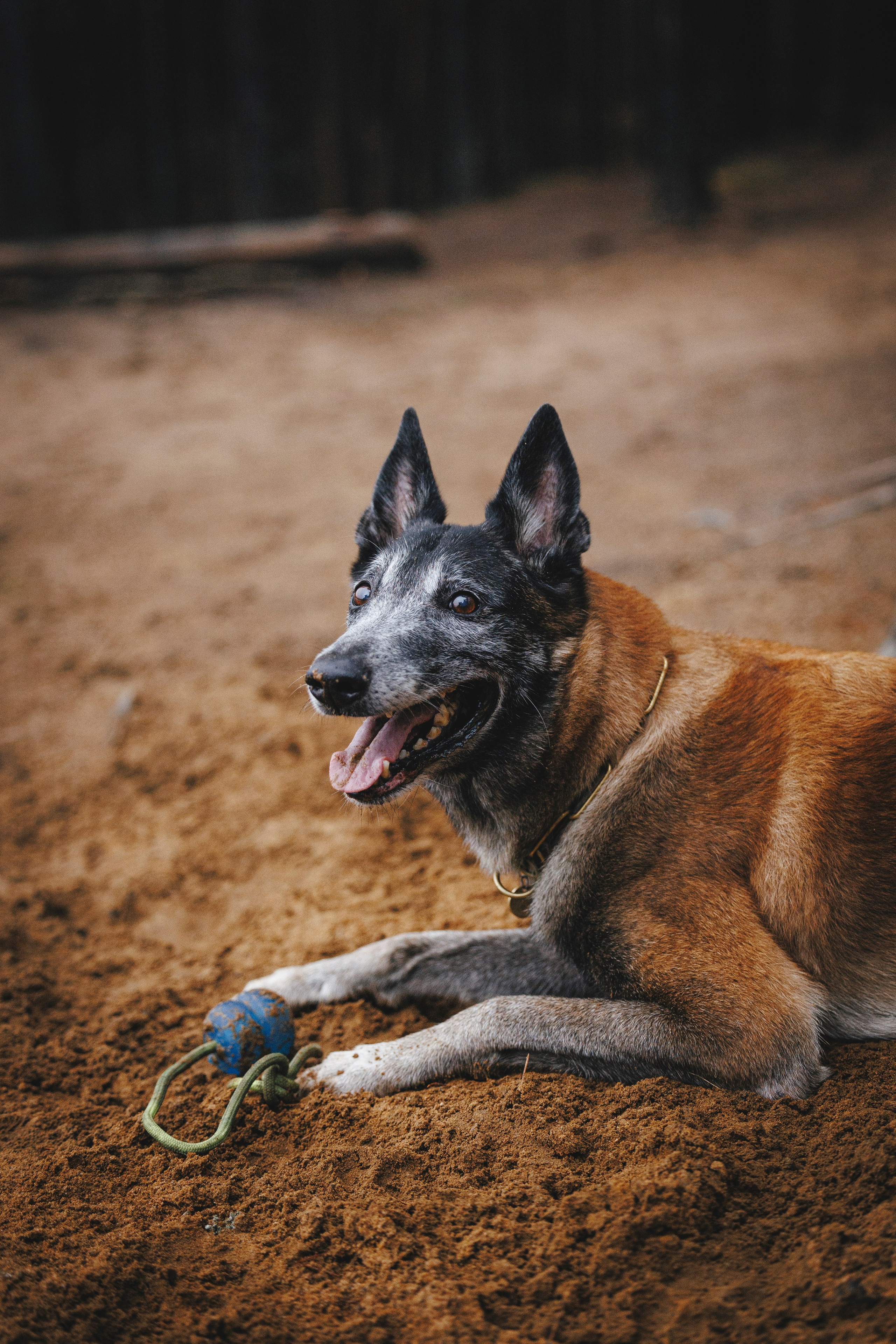 Омен, Айс и Рицу. Фотограф-анималист Анна Маринич