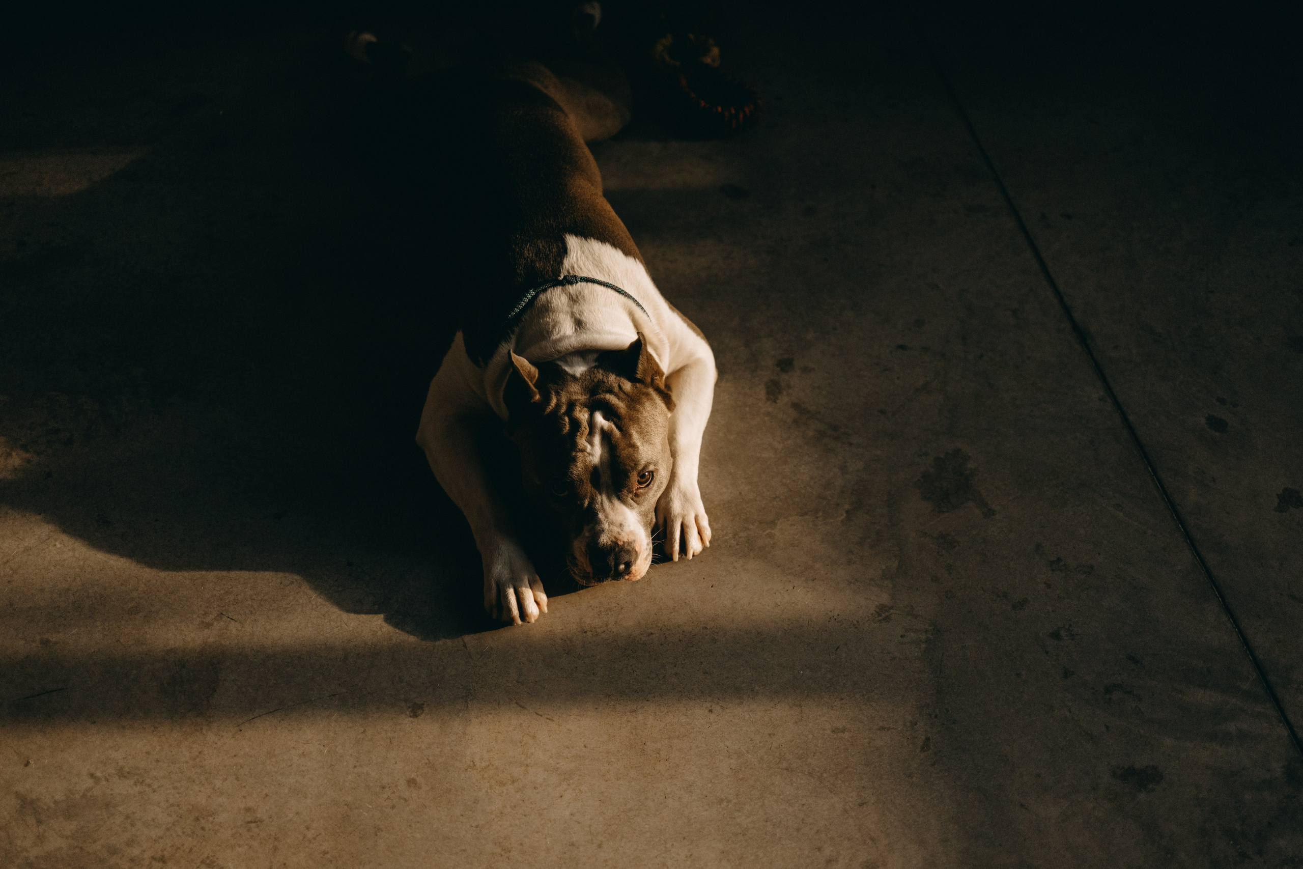 Саша и Кракен. Фотограф — Анималист | Санкт-Петербург