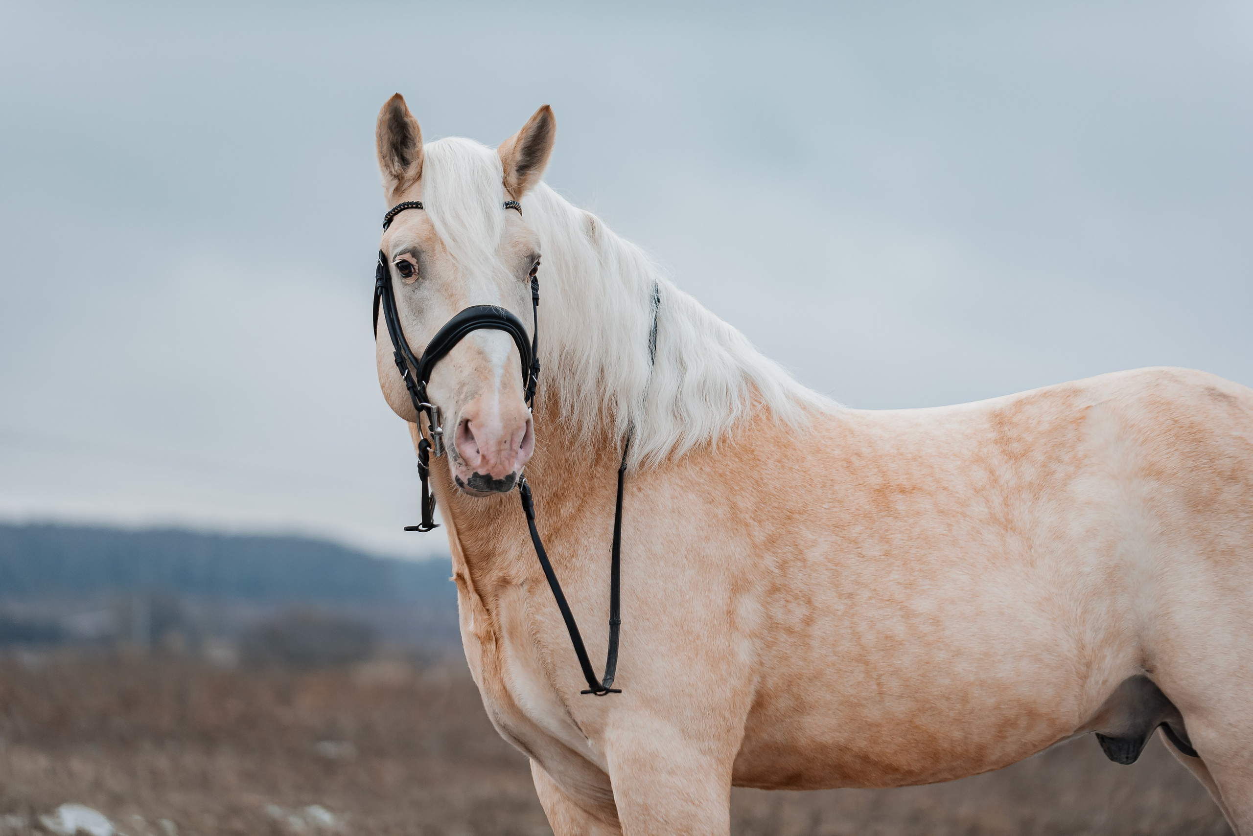 Equiestrian NES. Куракина Дарья • Конный фотограф