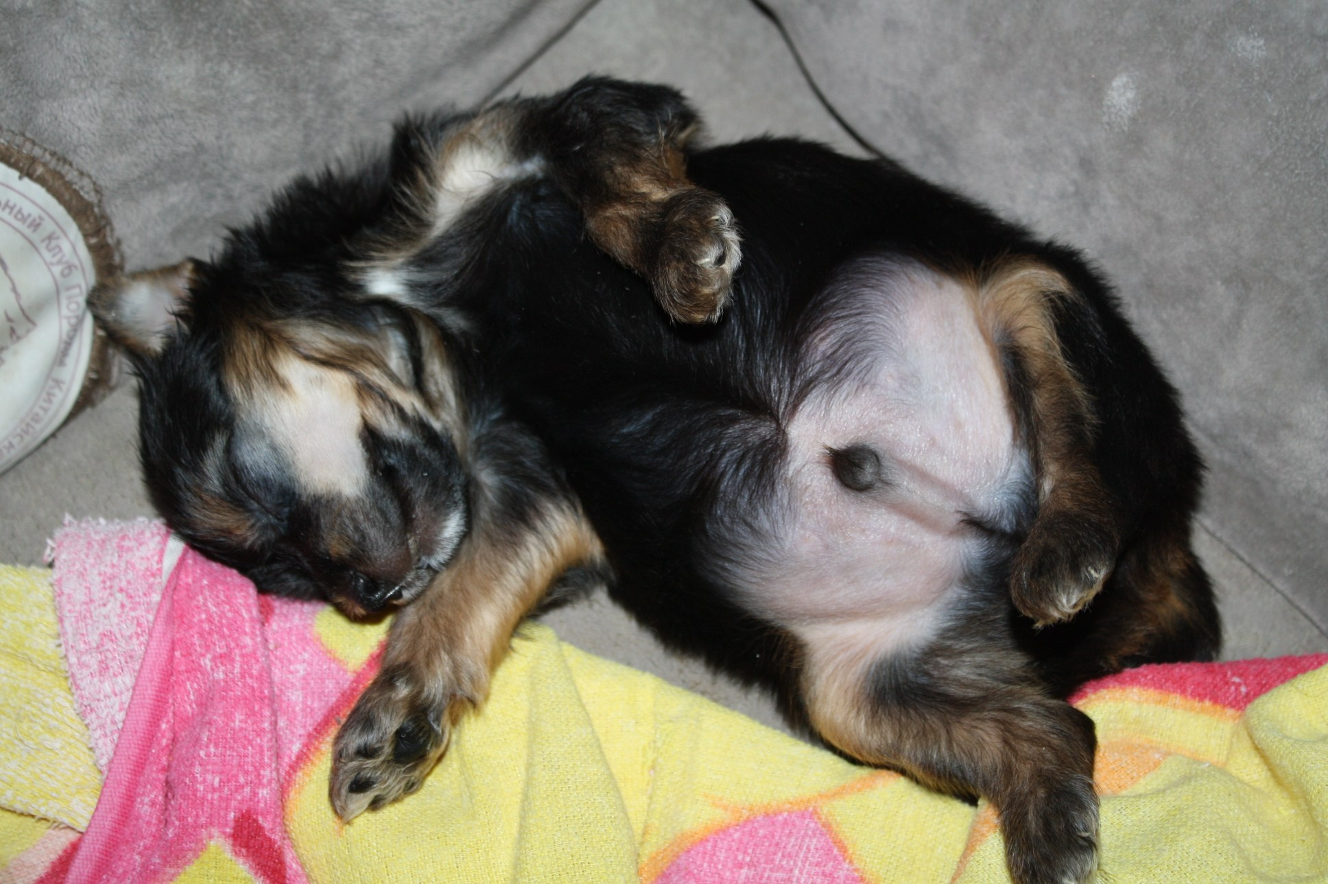 Poale Ell Bazhen. Chinese Crested Dog Kennel Poale Ell