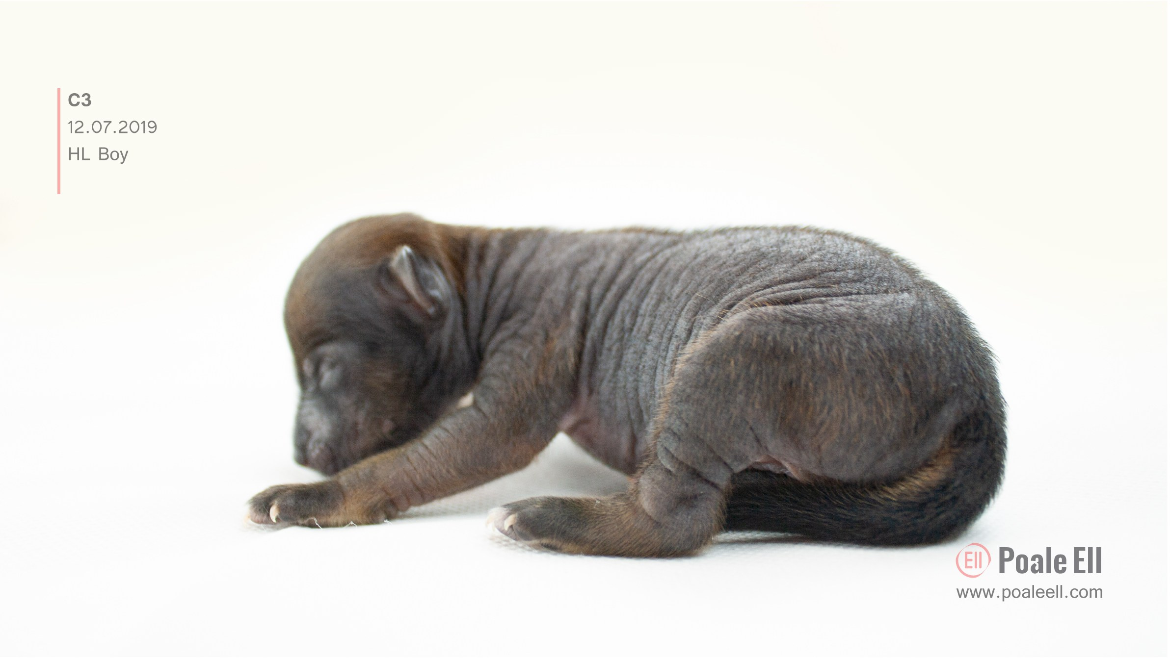 Litter C. Chinese Crested Dog Kennel Poale Ell