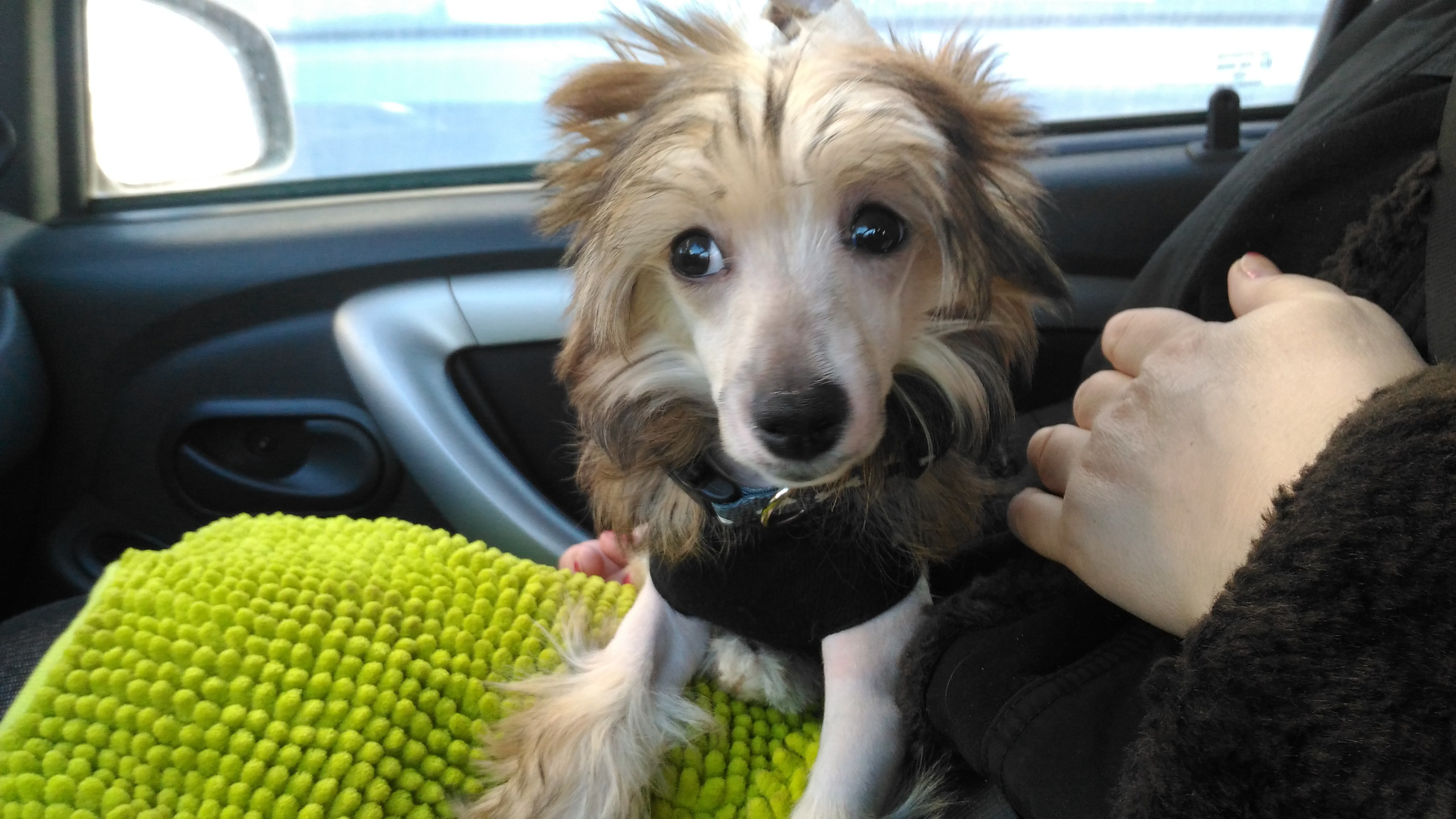Lux, a new member of the family. Poale Ell Chinese Crested Dog Kennel: Buy a puppy from the kennel