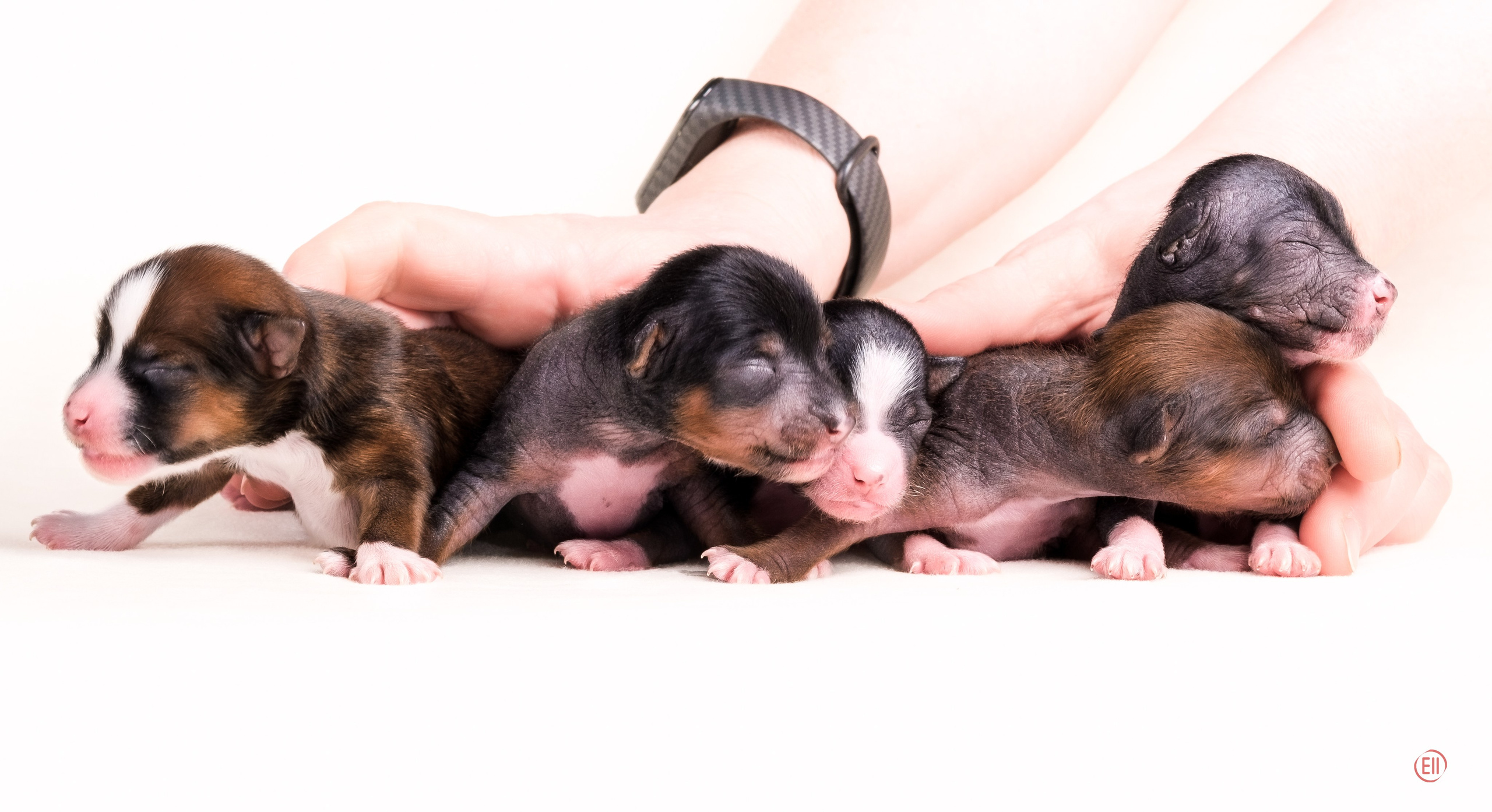 Помёт V. Питомник китайских хохлатых собак Poale Ell: купить щенка