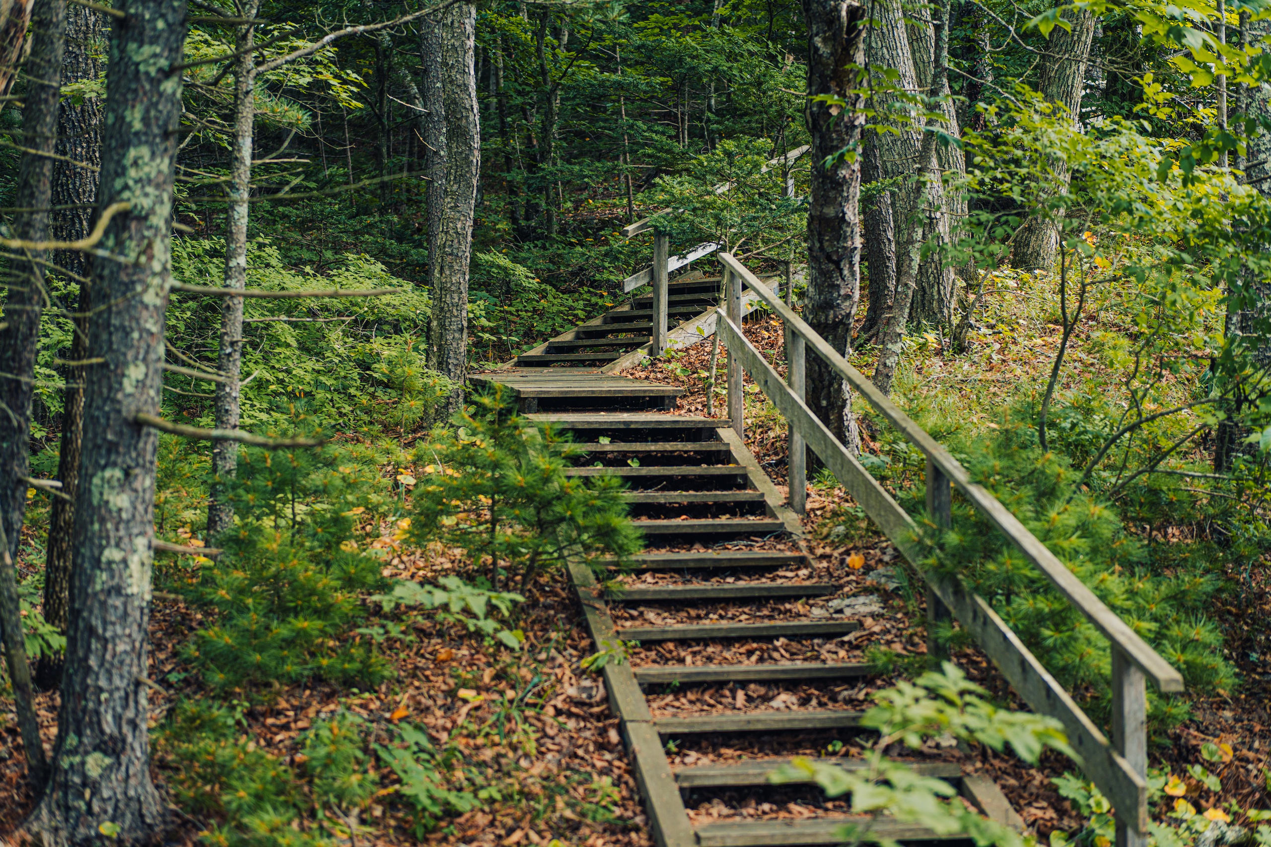 Тисовая роща | Остров Петрова. Иван Зайцев (IZIART) — создание культурного кода через фото и видео