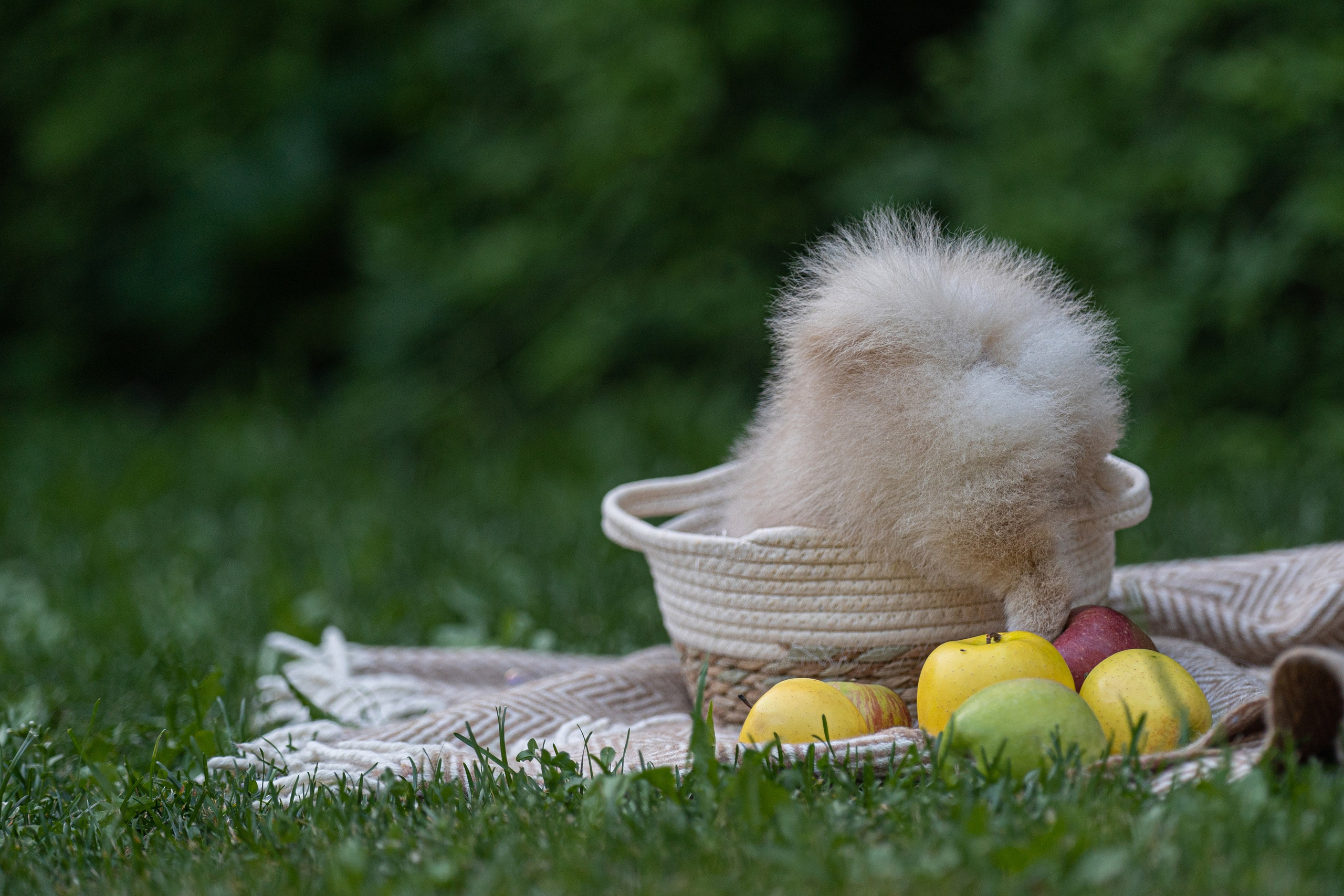 Оскар и утята. Kameramotor74