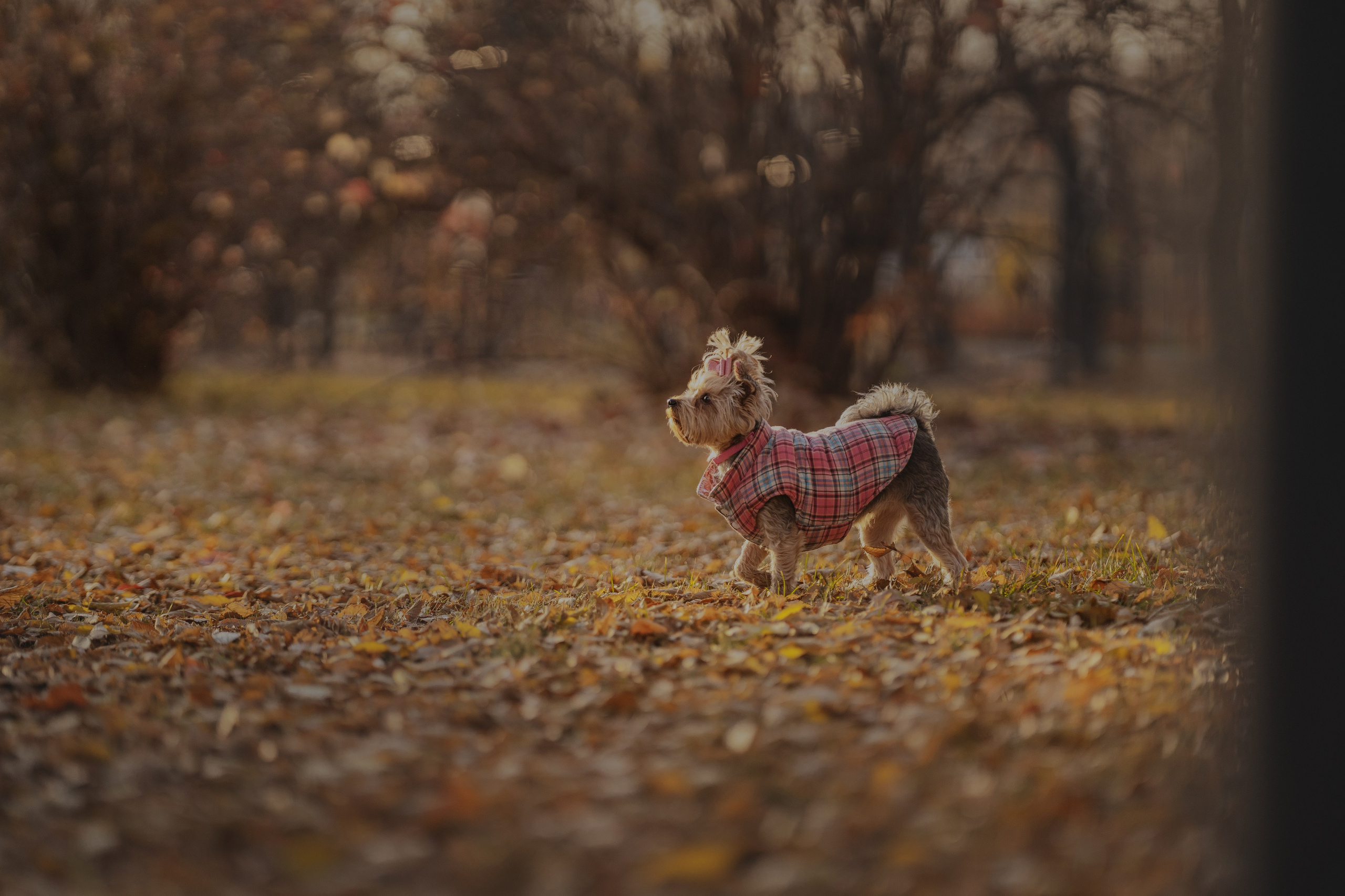 Мария + Роксана (история дружбы). Kameramotor74