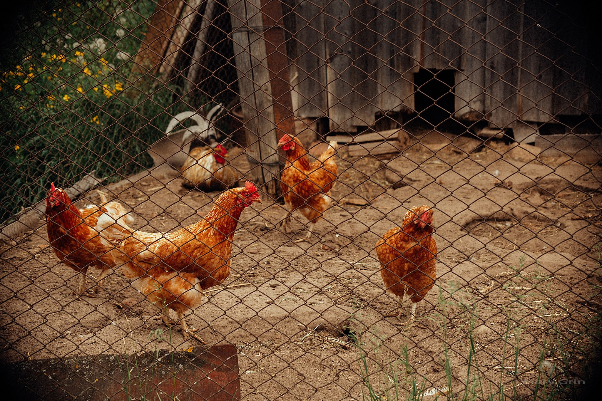 Русская деревня. Детский и семейный фотограф, фотограф мероприятий Нижний Новгород