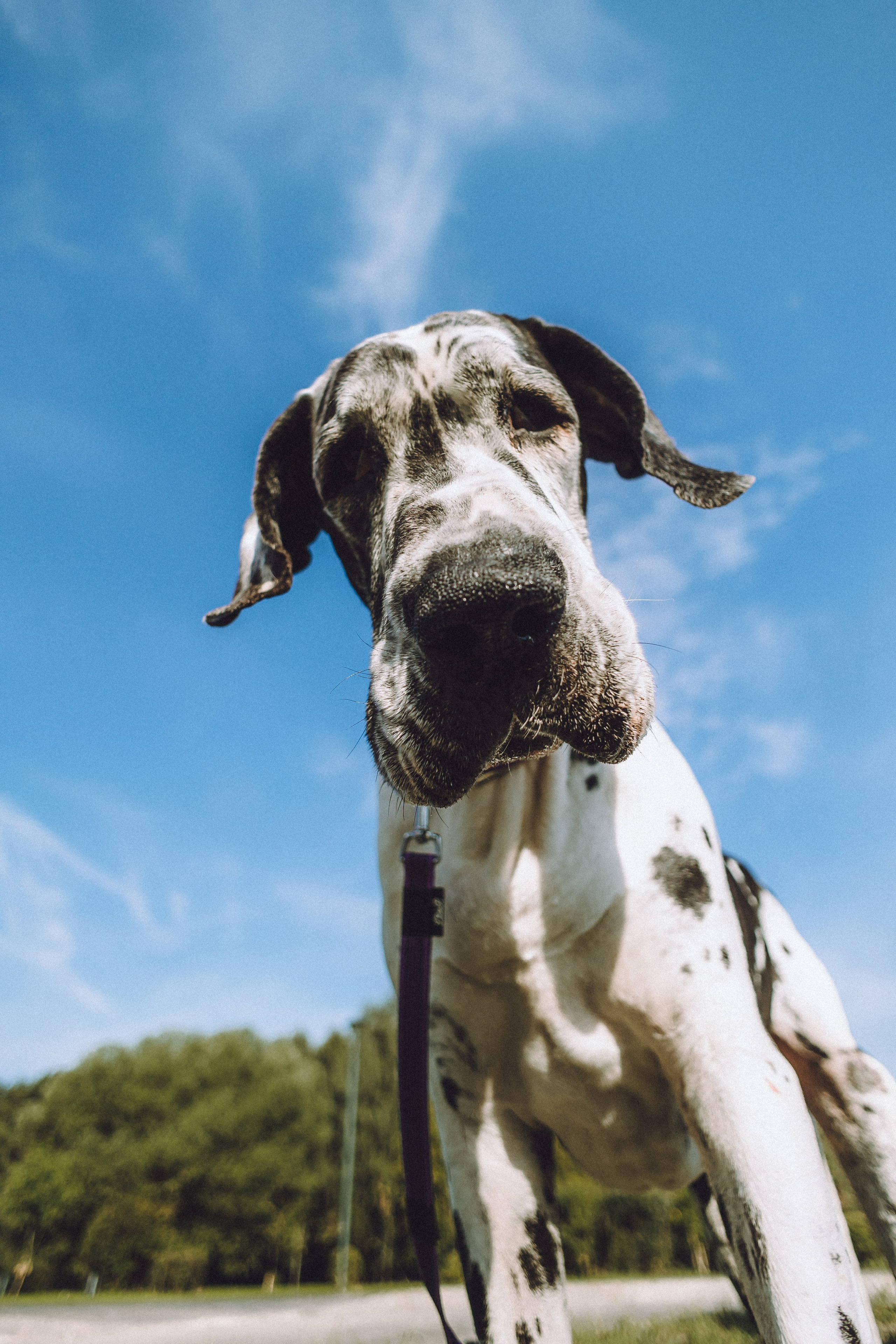 Катя, Андрей, Гектор, Ричи, Тортик и Трой