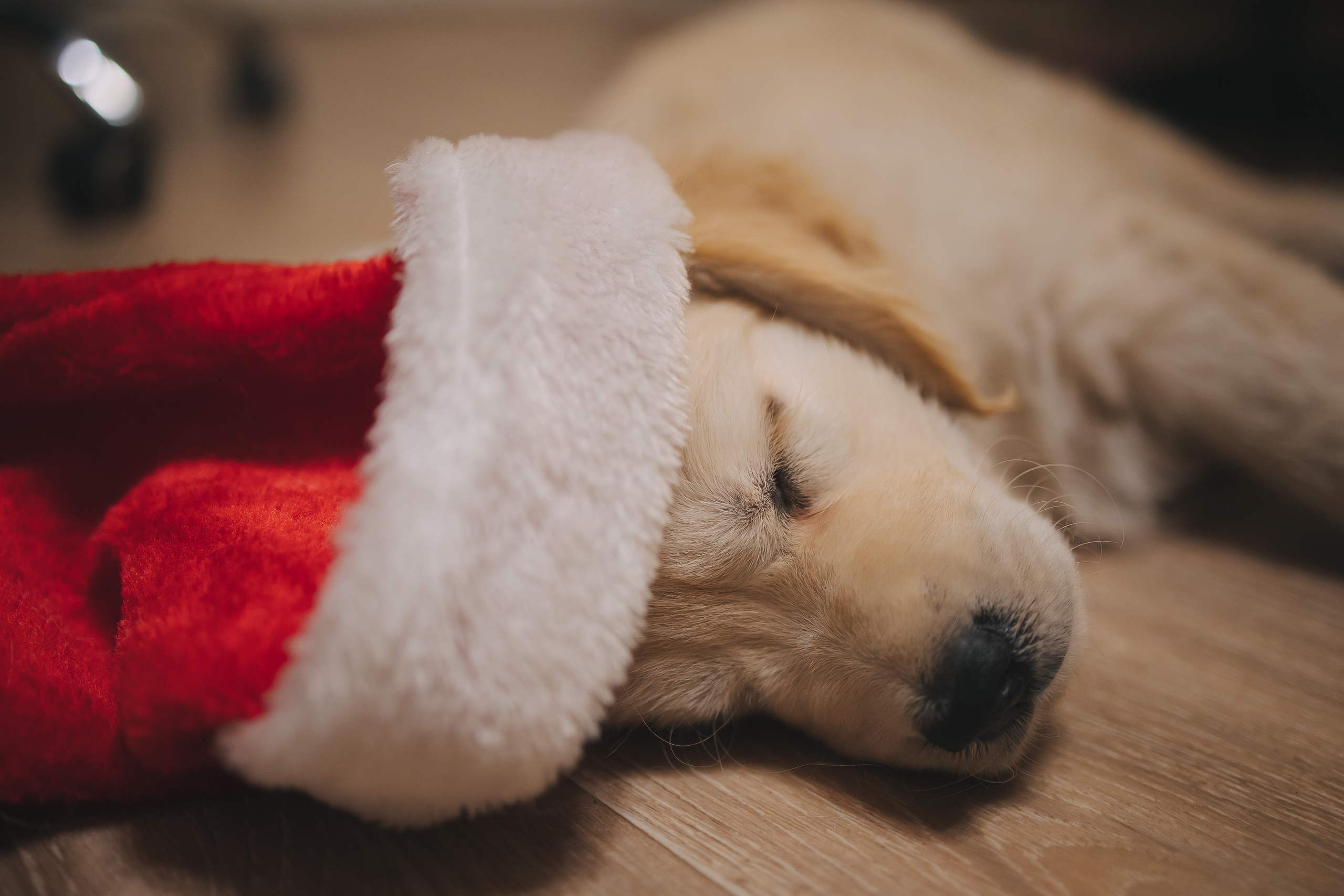 Снежик и Веста, НГ. Свадебный и женский фотограф